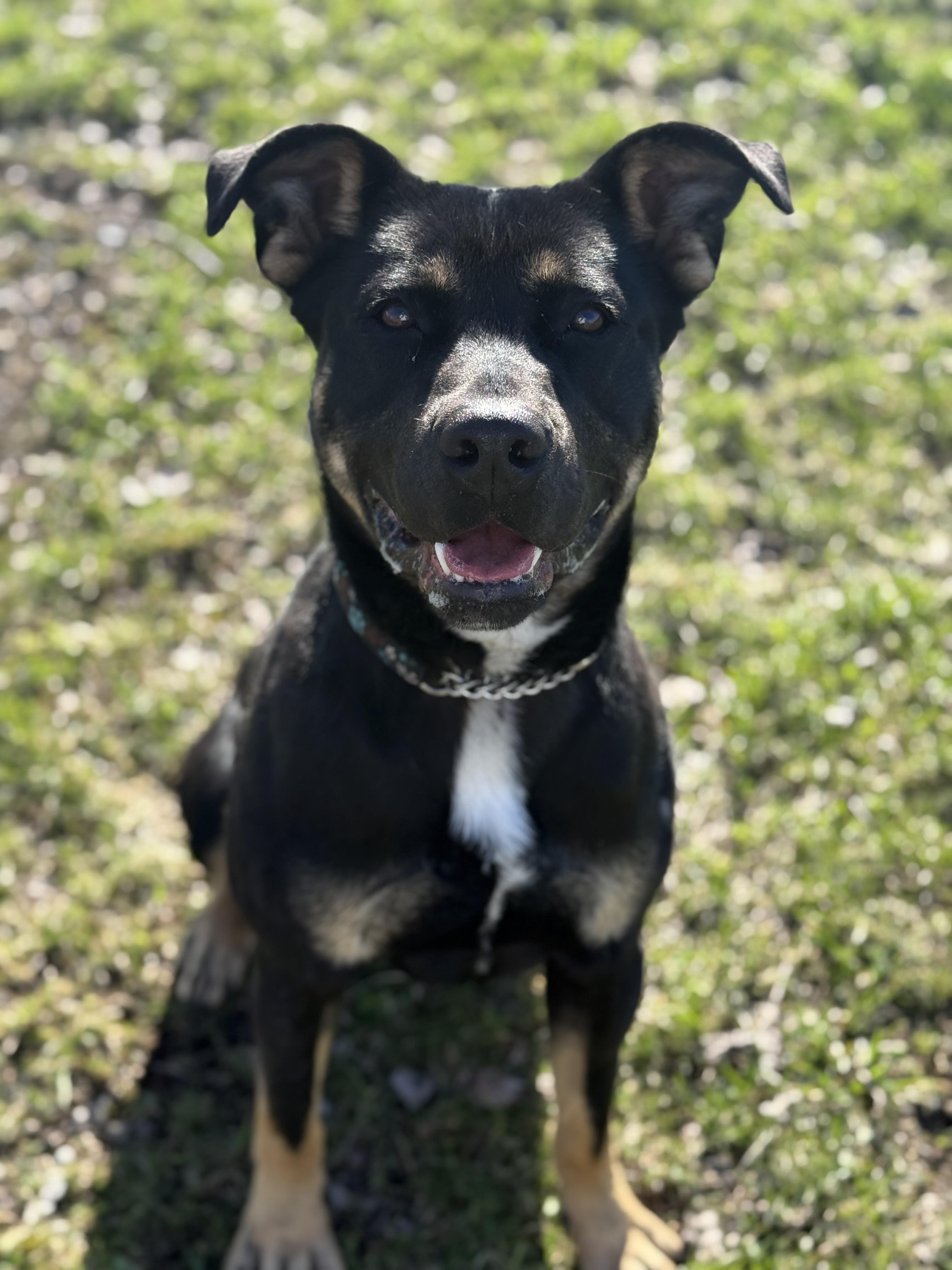 Enlarge Bandit, a ADOPTABLE Mixed Breed in Everett, ON image 4/6