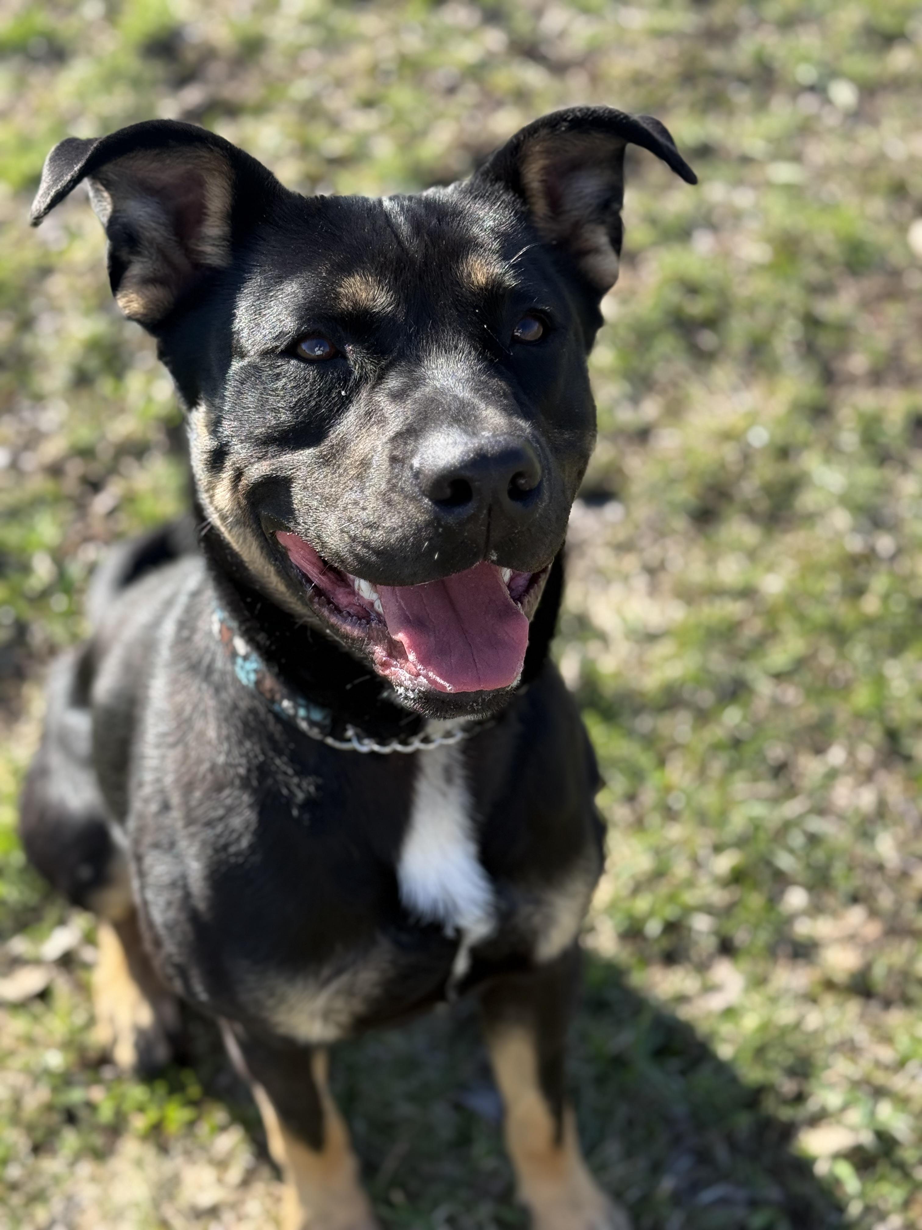 Enlarge Bandit, a ADOPTABLE Mixed Breed in Everett, ON image 2/6