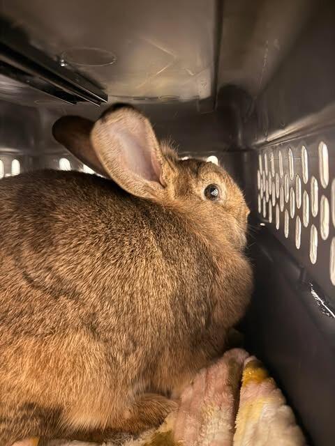 Puddin, Adoptable, Young Female Lionhead.