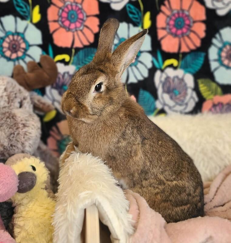 Enlarge Puddin, a Adoptable Lionhead in Fruit Heights, UT image 2/3