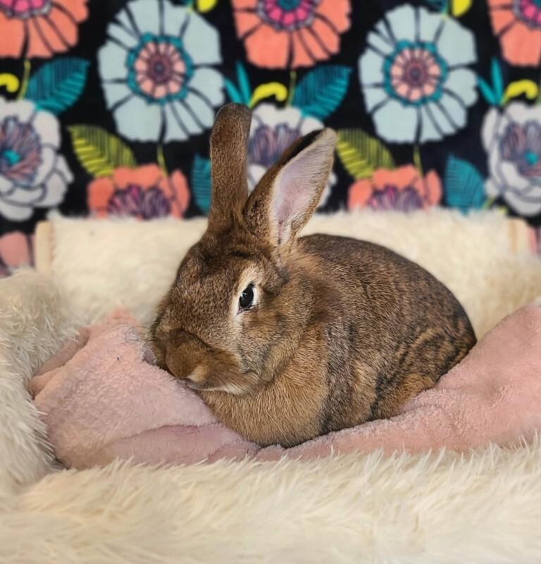 Enlarge Puddin, a Adoptable Lionhead in Fruit Heights, UT image 3/3