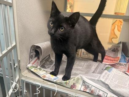 Schrodinger, Adoptable, Adult Male Domestic Short Hair & Domestic Short Hair.