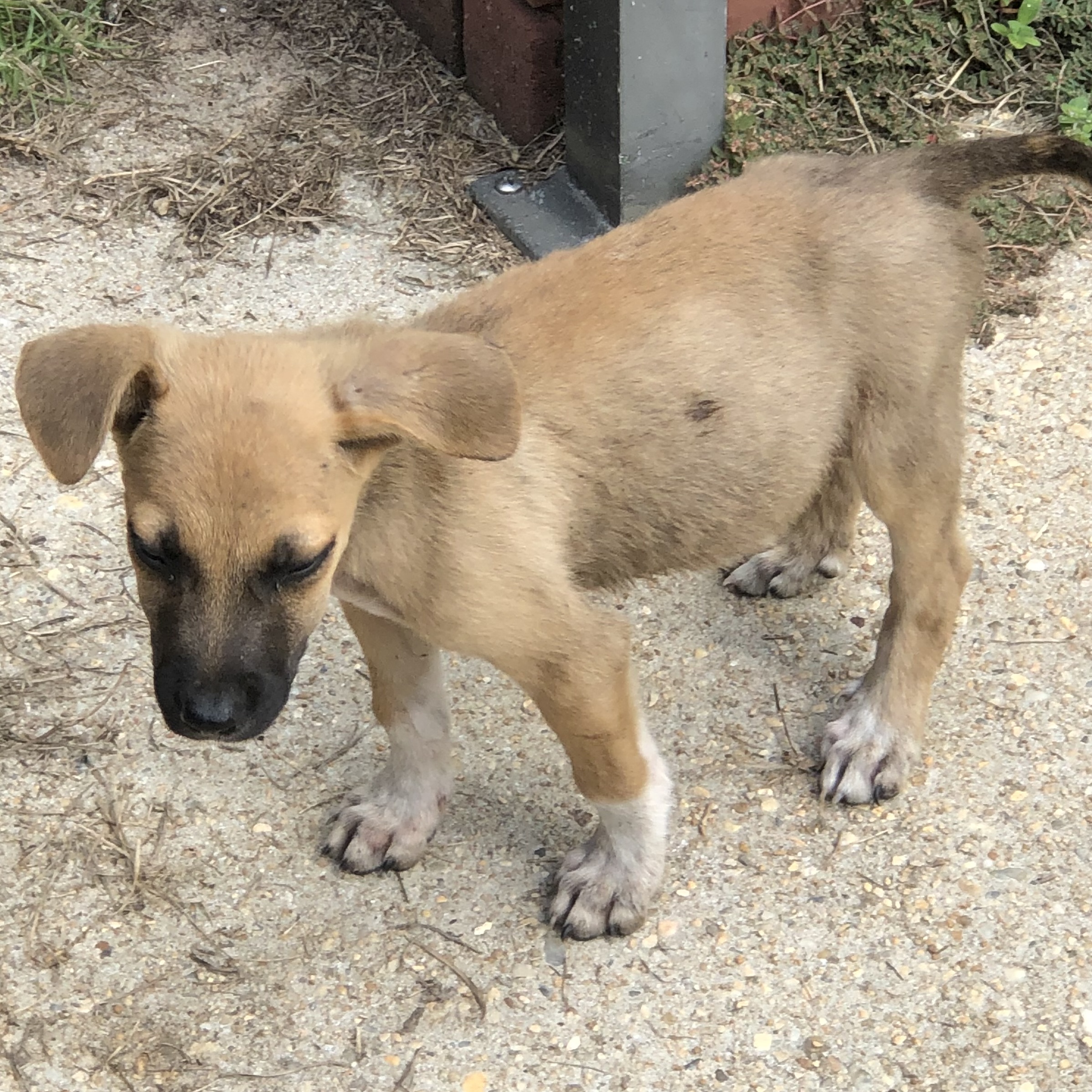Rusty (Suncoast)
