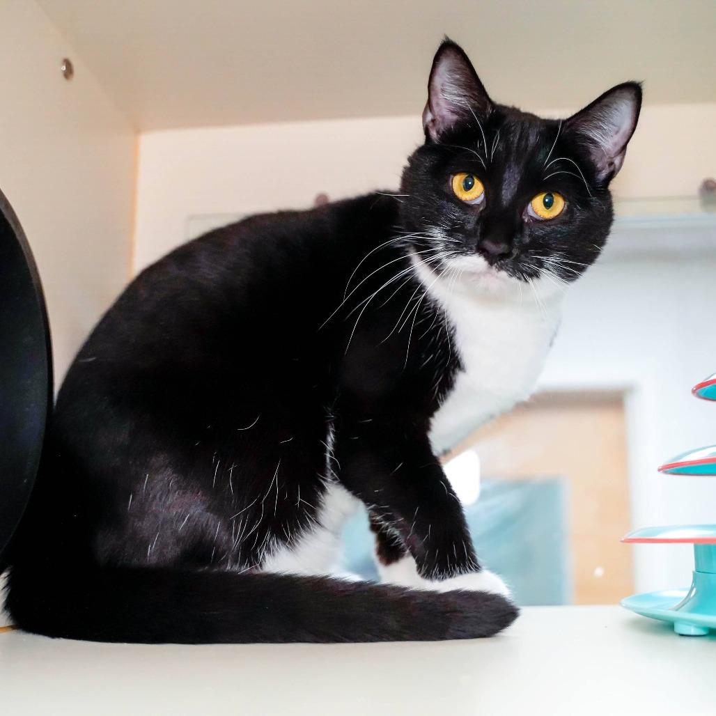 Enlarge Jinx, a Adoptable Domestic Short Hair in Thomaston, ME image 1/5