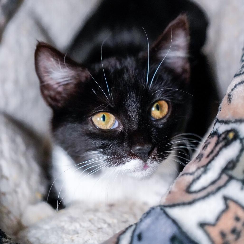 Enlarge Jinx, a Adoptable Domestic Short Hair in Thomaston, ME image 2/5