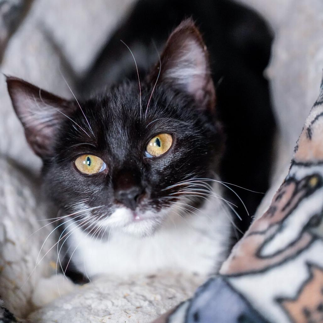 Enlarge Jinx, a Adoptable Domestic Short Hair in Thomaston, ME image 3/5