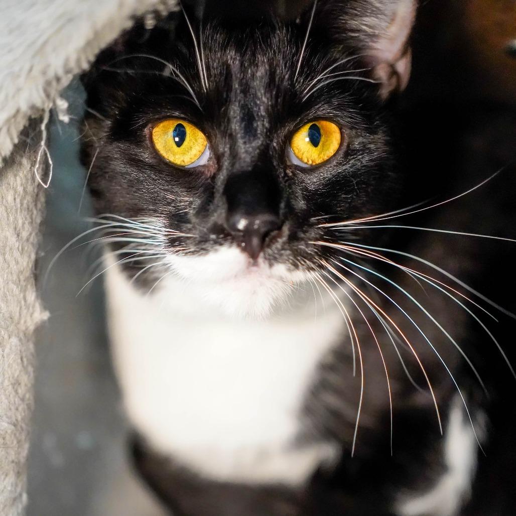 Enlarge Jinx, a Adoptable Domestic Short Hair in Thomaston, ME image 4/5