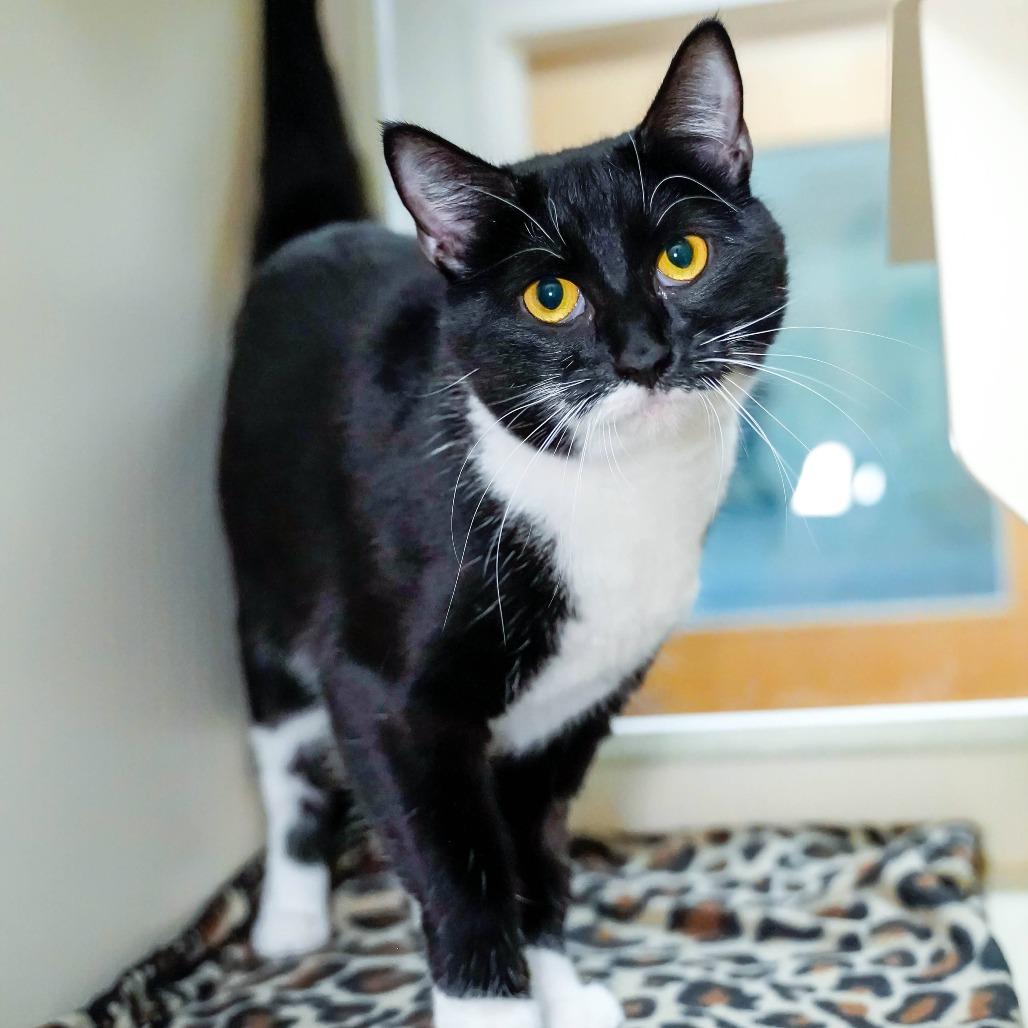 Enlarge Jinx, a Adoptable Domestic Short Hair in Thomaston, ME image 5/5