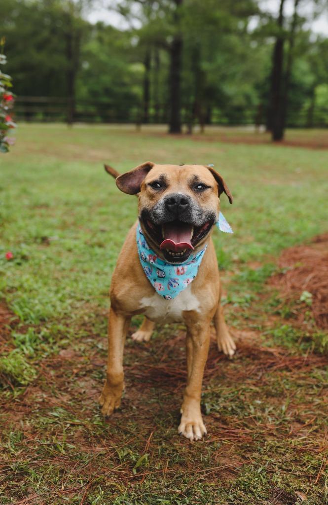 Otto, a Adoptable mixed breed in Macon, GA image 3/6