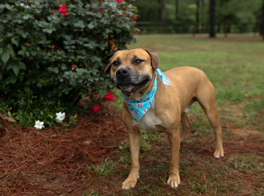 Otto, a Adoptable mixed breed in Macon, GA image 5/6