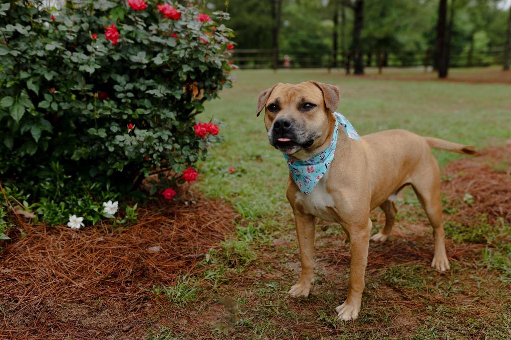 Enlarge Otto, a Adoptable mixed breed in Macon, GA image 6/6