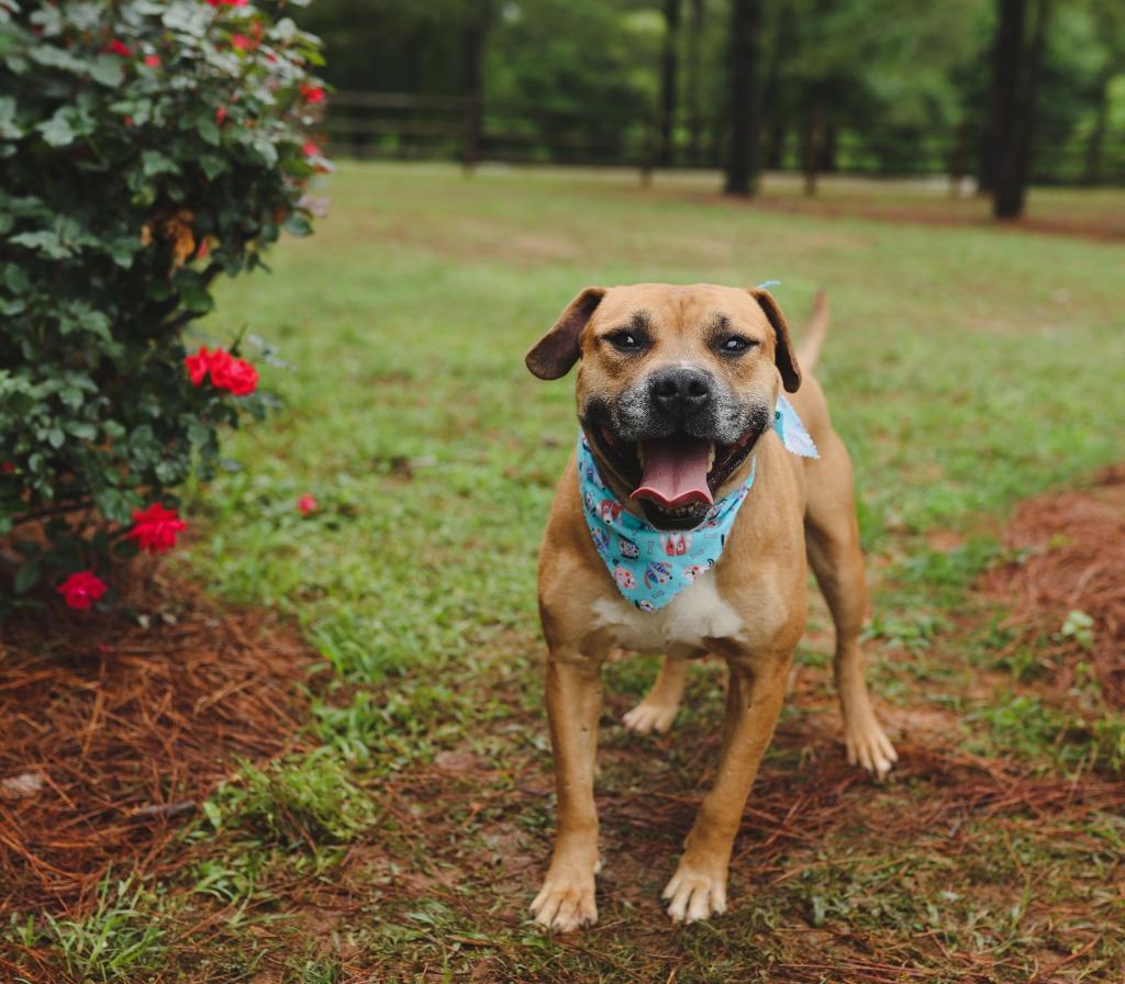 Otto, a Adoptable mixed breed in Macon, GA image 6/6