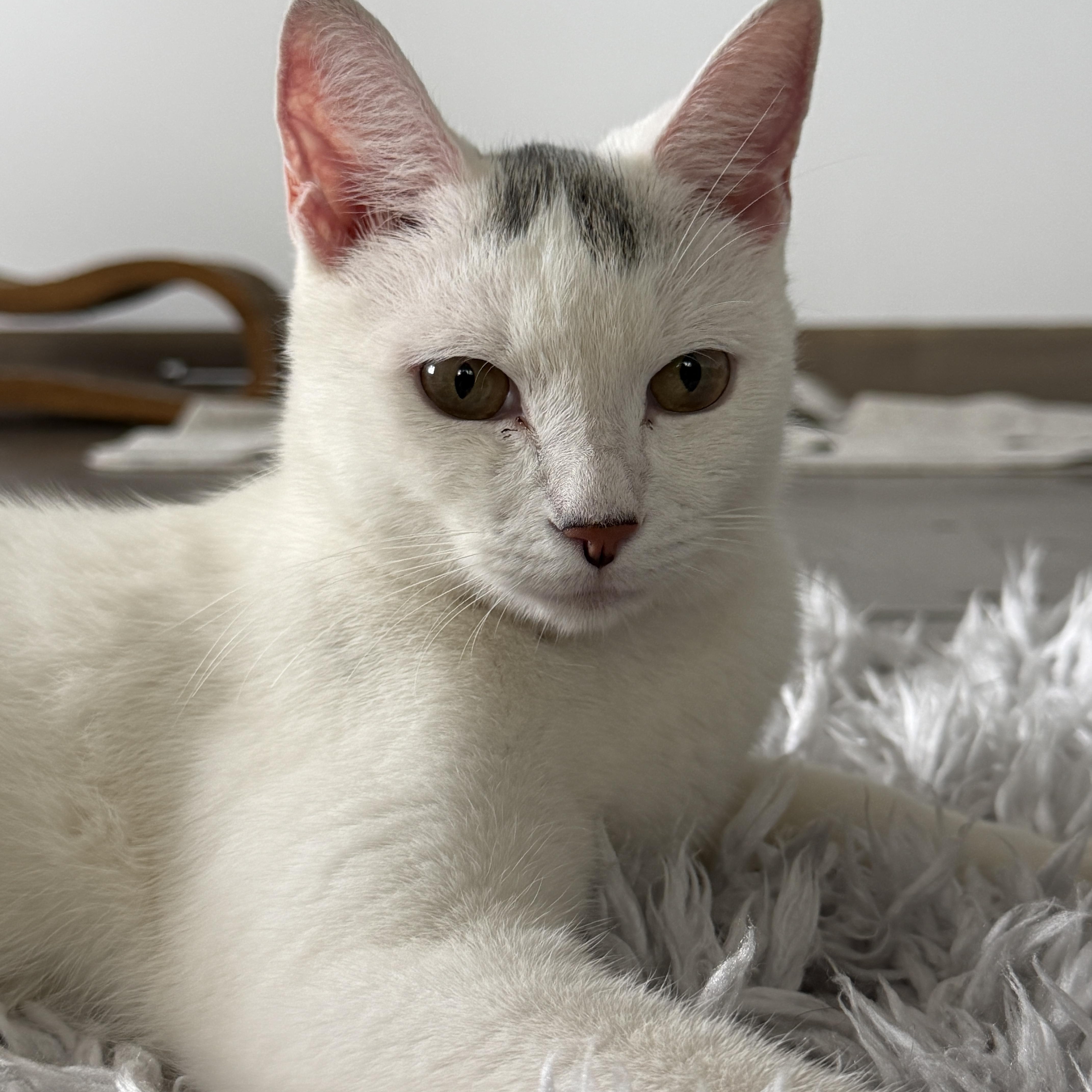 Enlarge Marshmallow, a Adoptable Domestic Short Hair in Norwalk, CT image 3/6