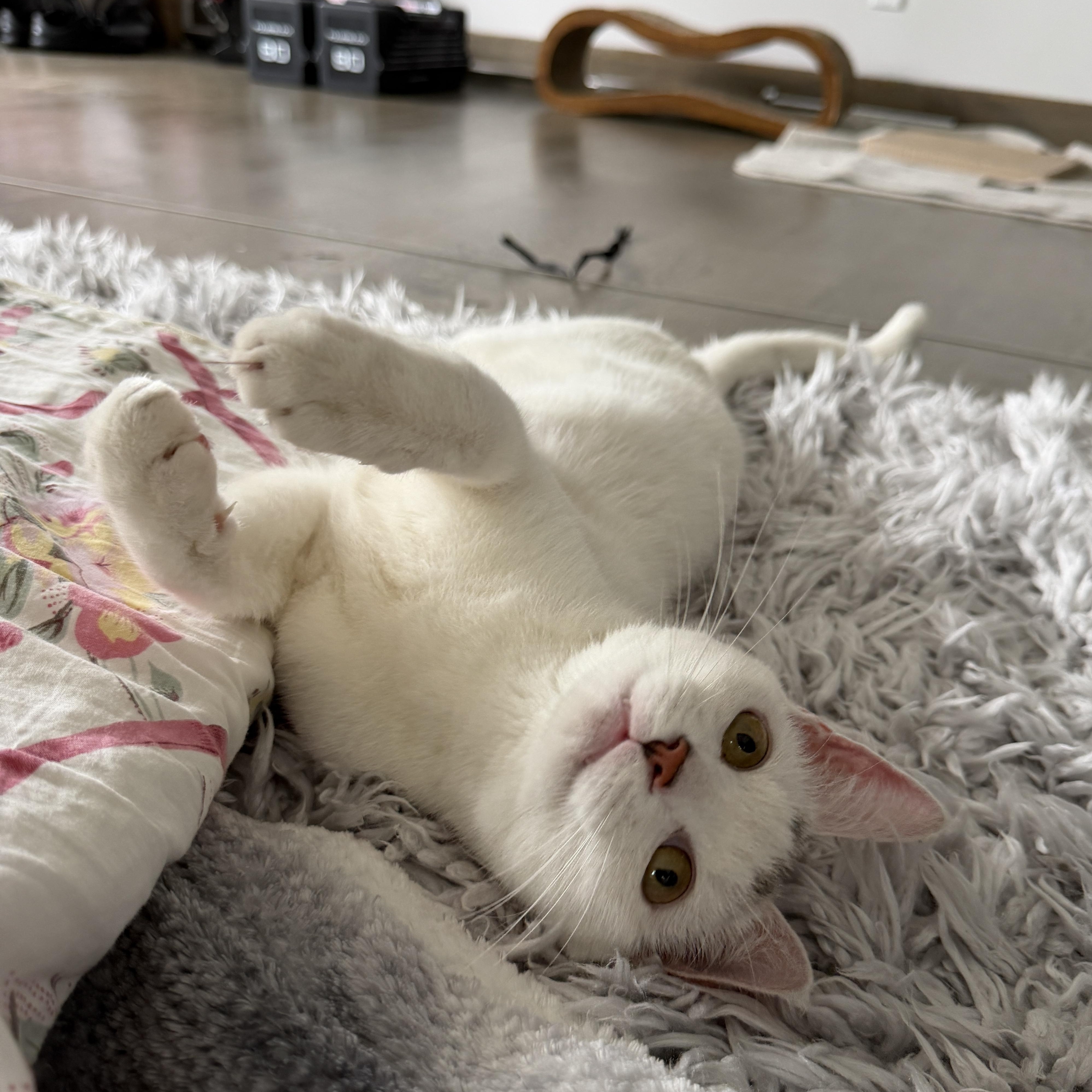 Enlarge Marshmallow, a Adoptable Domestic Short Hair in Norwalk, CT image 2/6