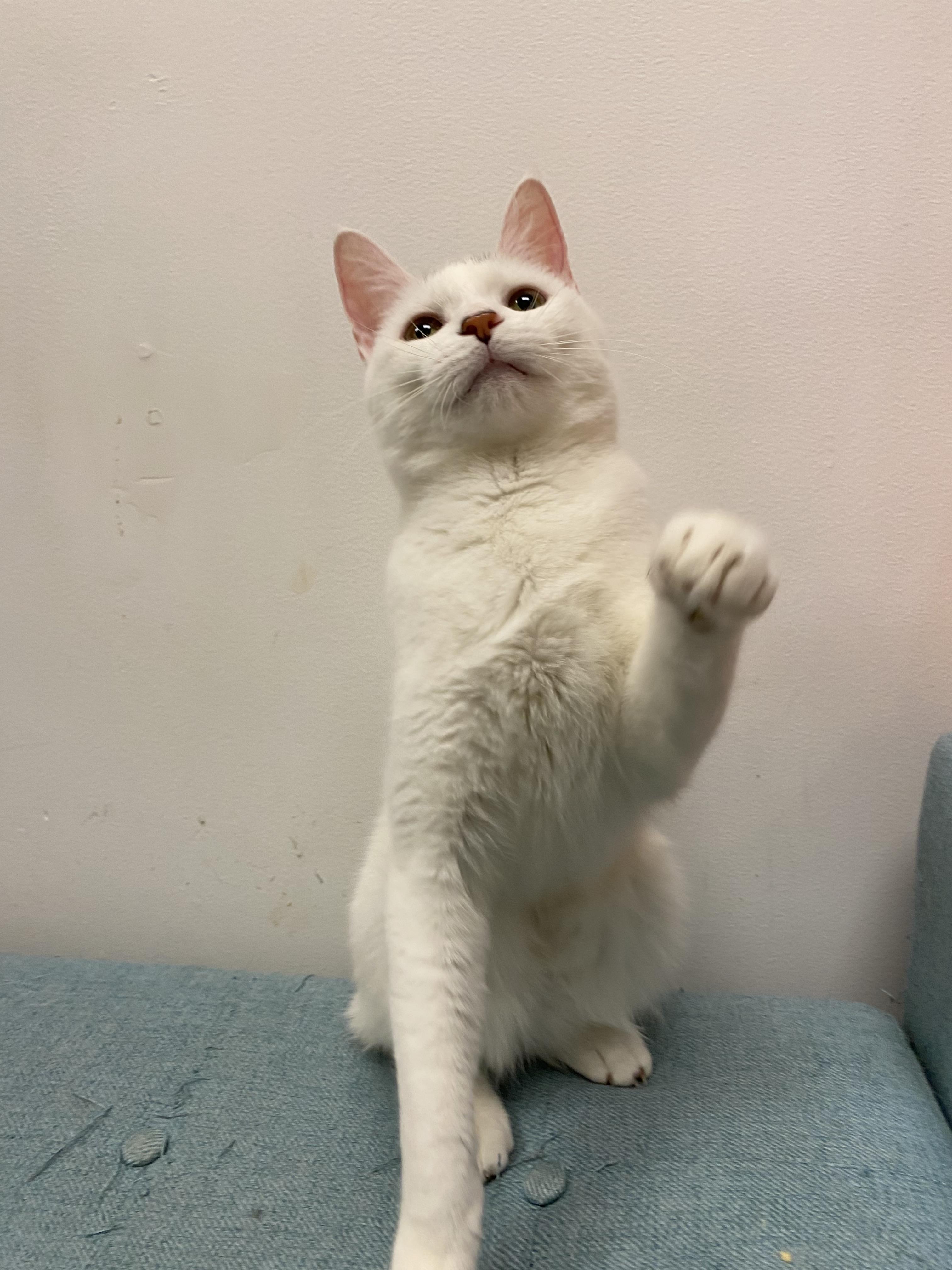 Enlarge Marshmallow, a Adoptable Domestic Short Hair in Norwalk, CT image 6/6