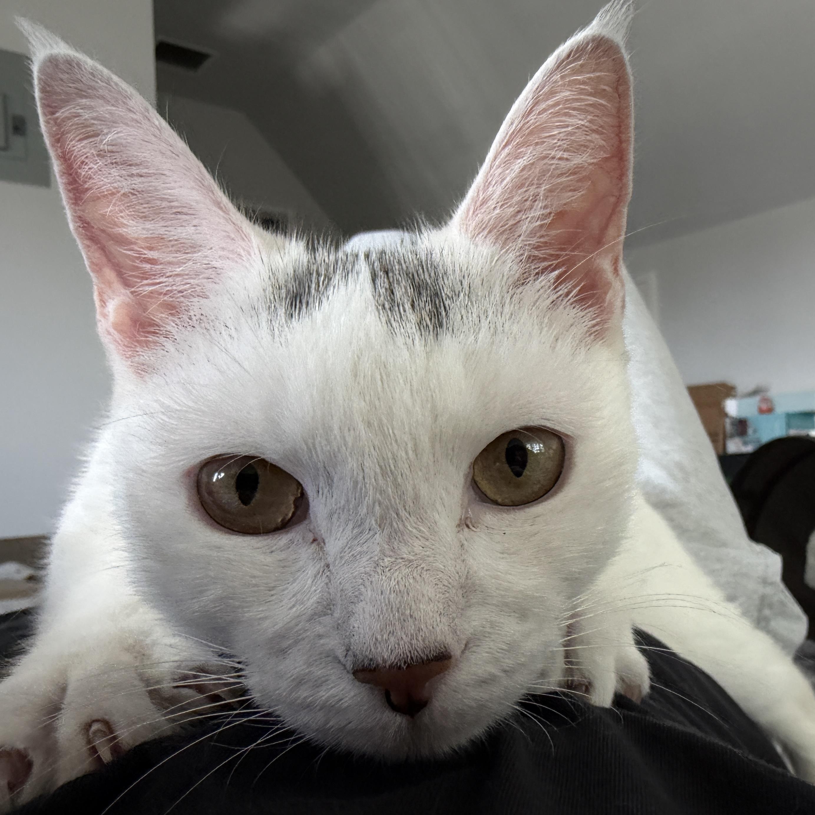 Enlarge Marshmallow, a Adoptable Domestic Short Hair in Norwalk, CT image 5/6
