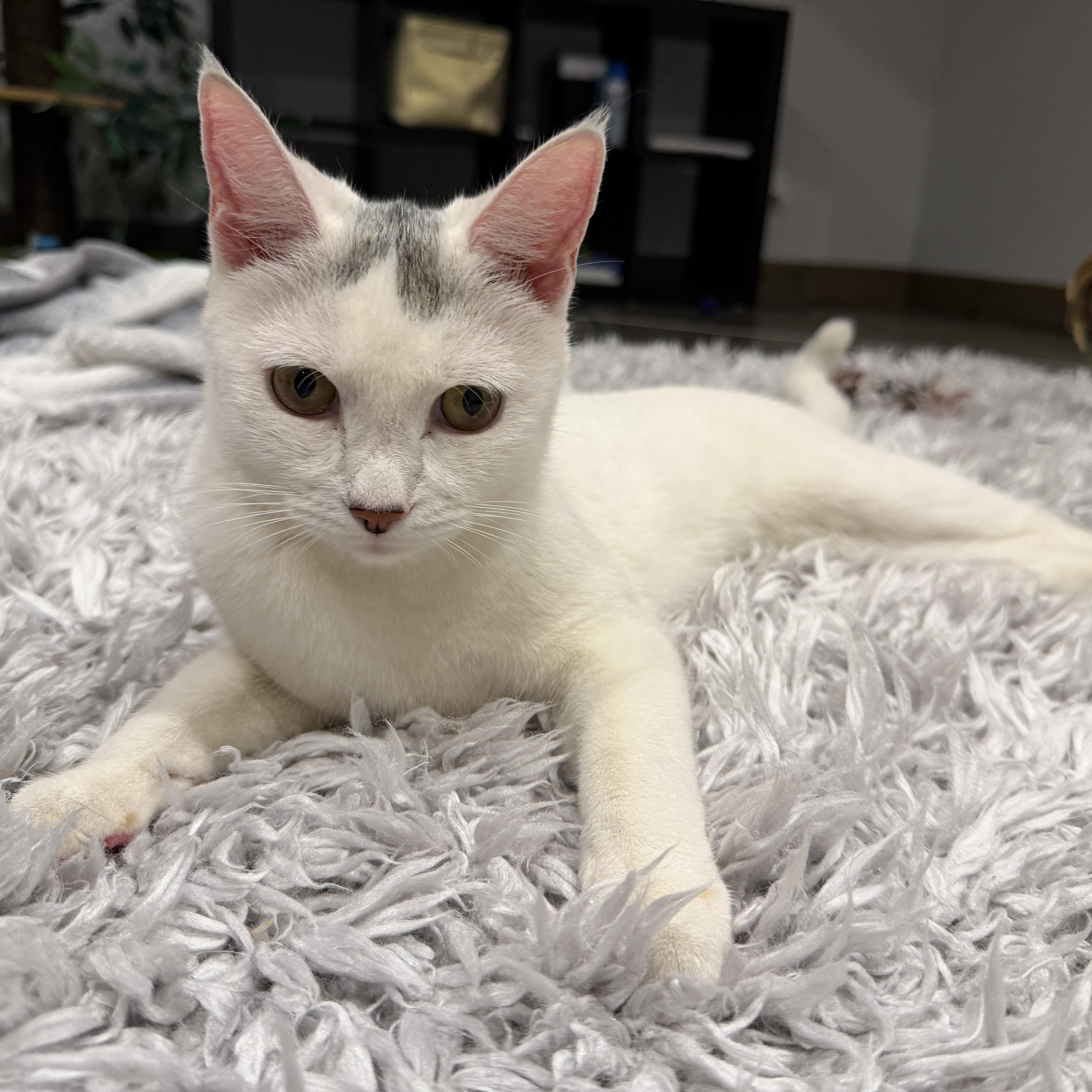 Enlarge Marshmallow, a Adoptable Domestic Short Hair in Norwalk, CT image 1/6