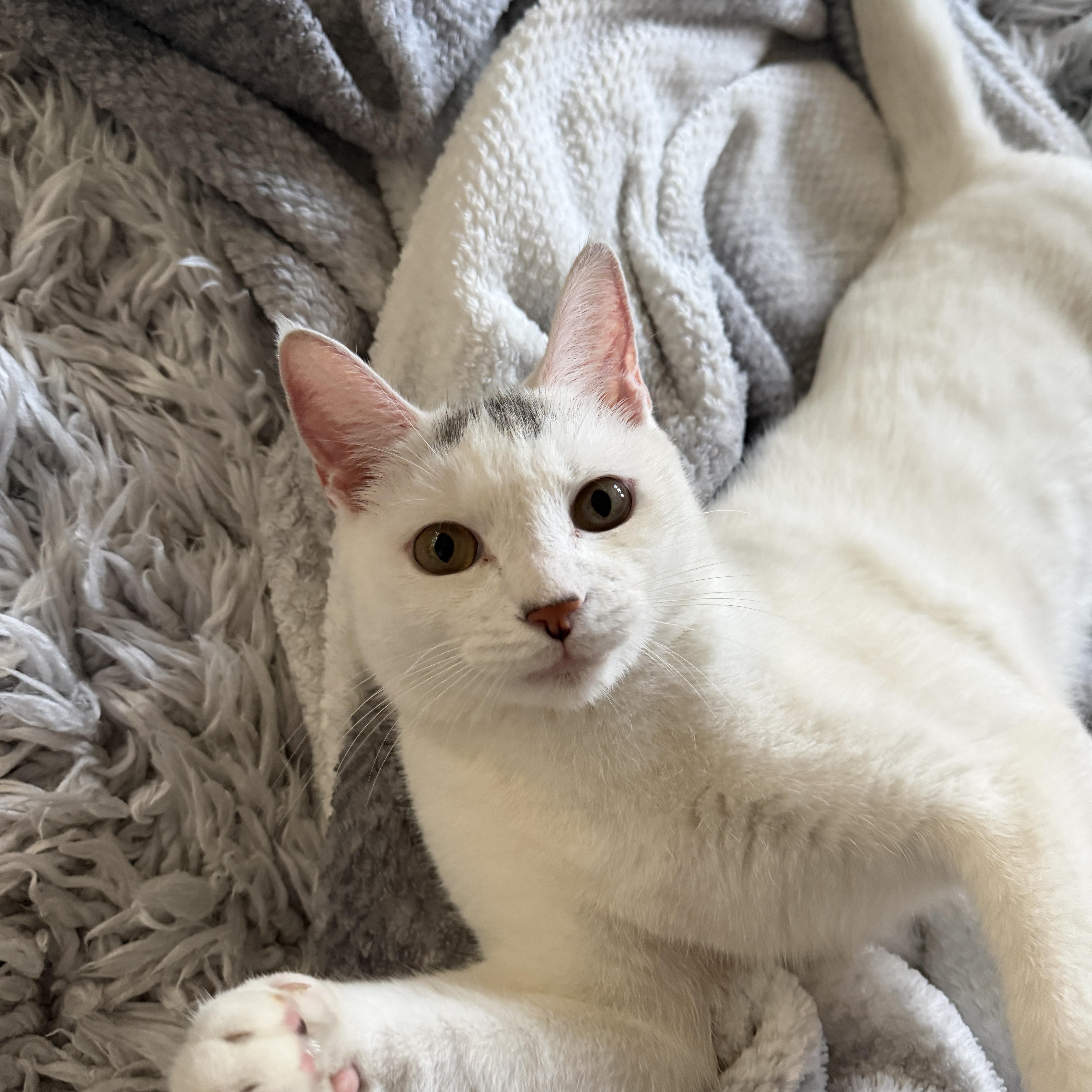 Enlarge Marshmallow, a Adoptable Domestic Short Hair in Norwalk, CT image 4/6