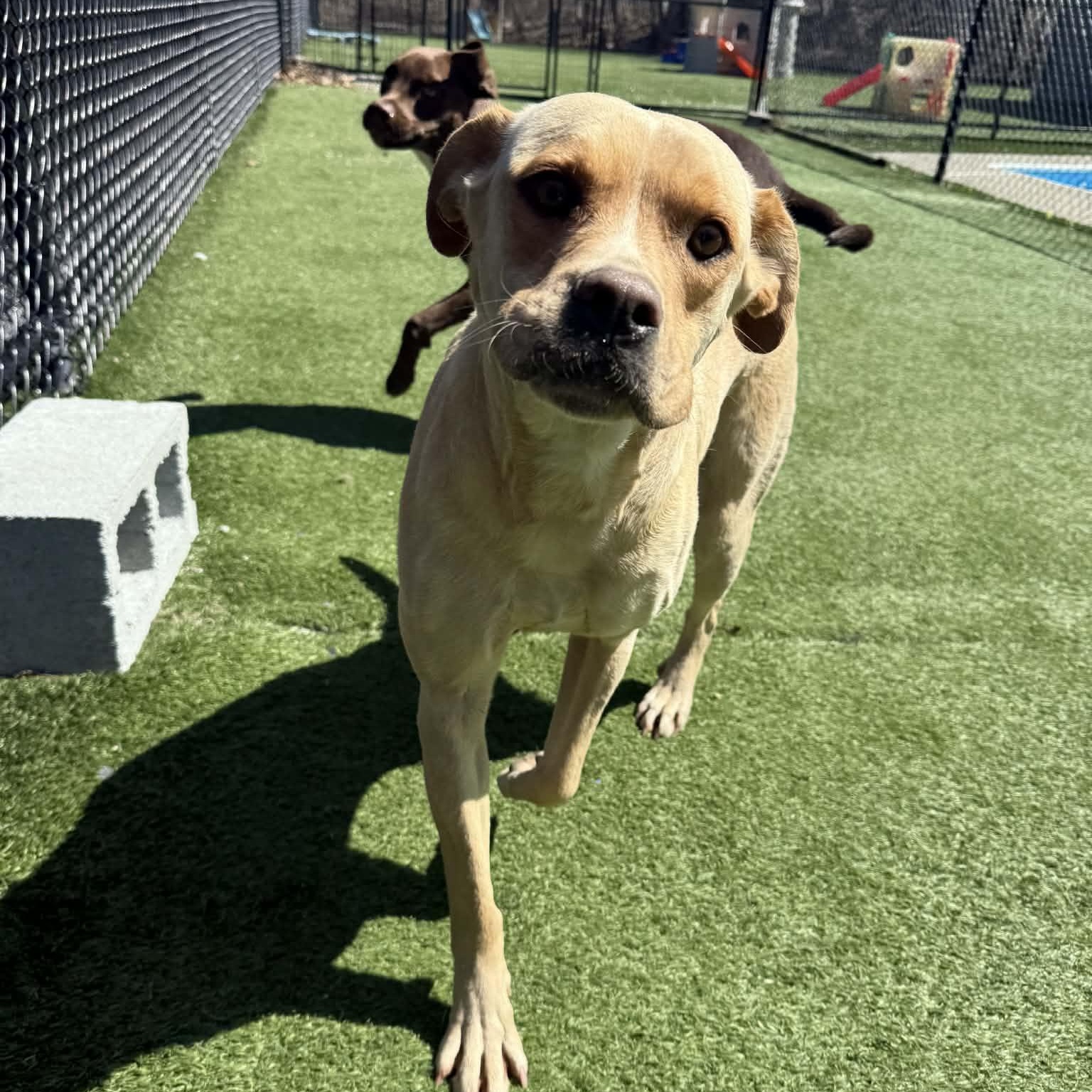 Enlarge Goldie, a ADOPTABLE mixed breed in Groton, CT image 5/6