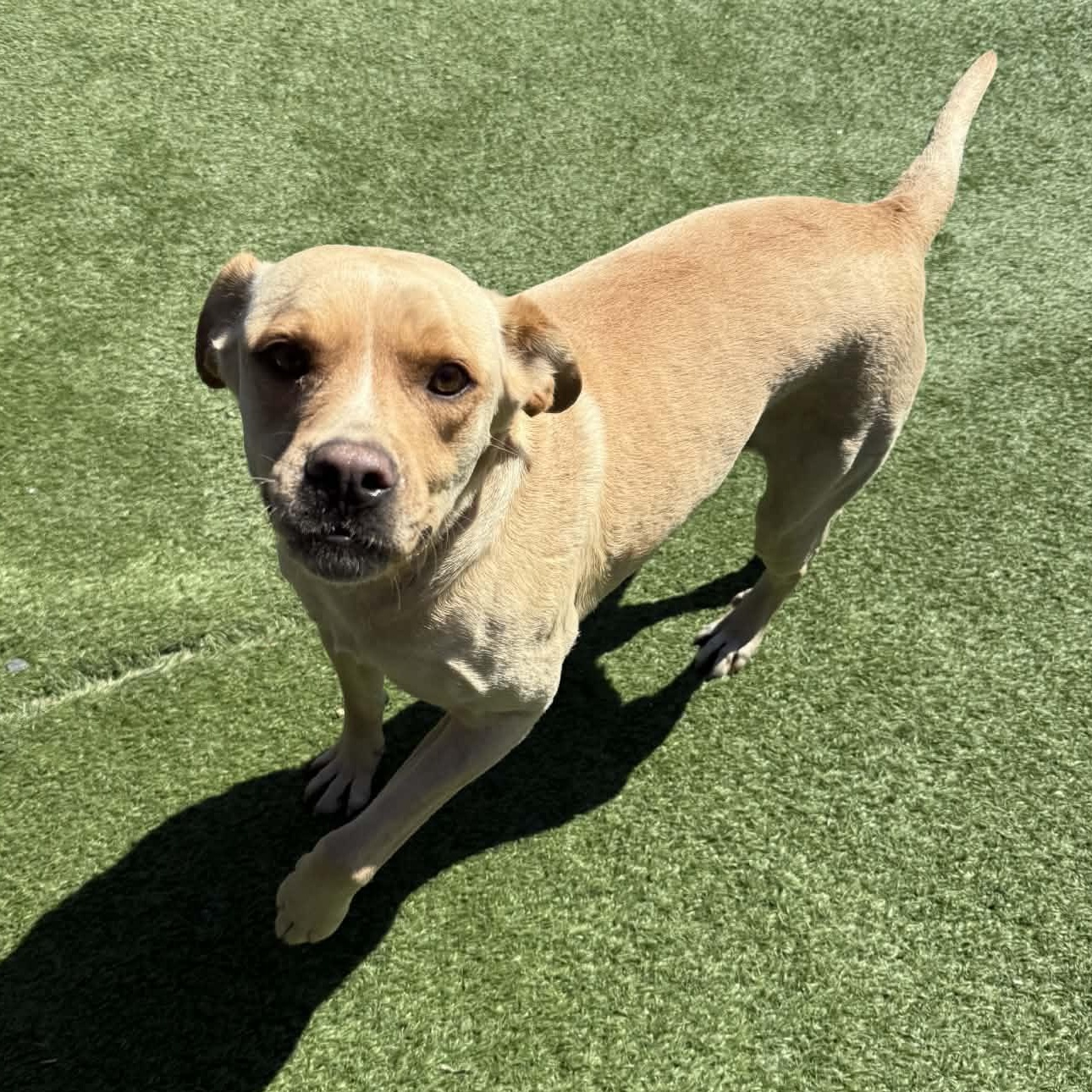 Enlarge Goldie, a ADOPTABLE mixed breed in Groton, CT image 3/6