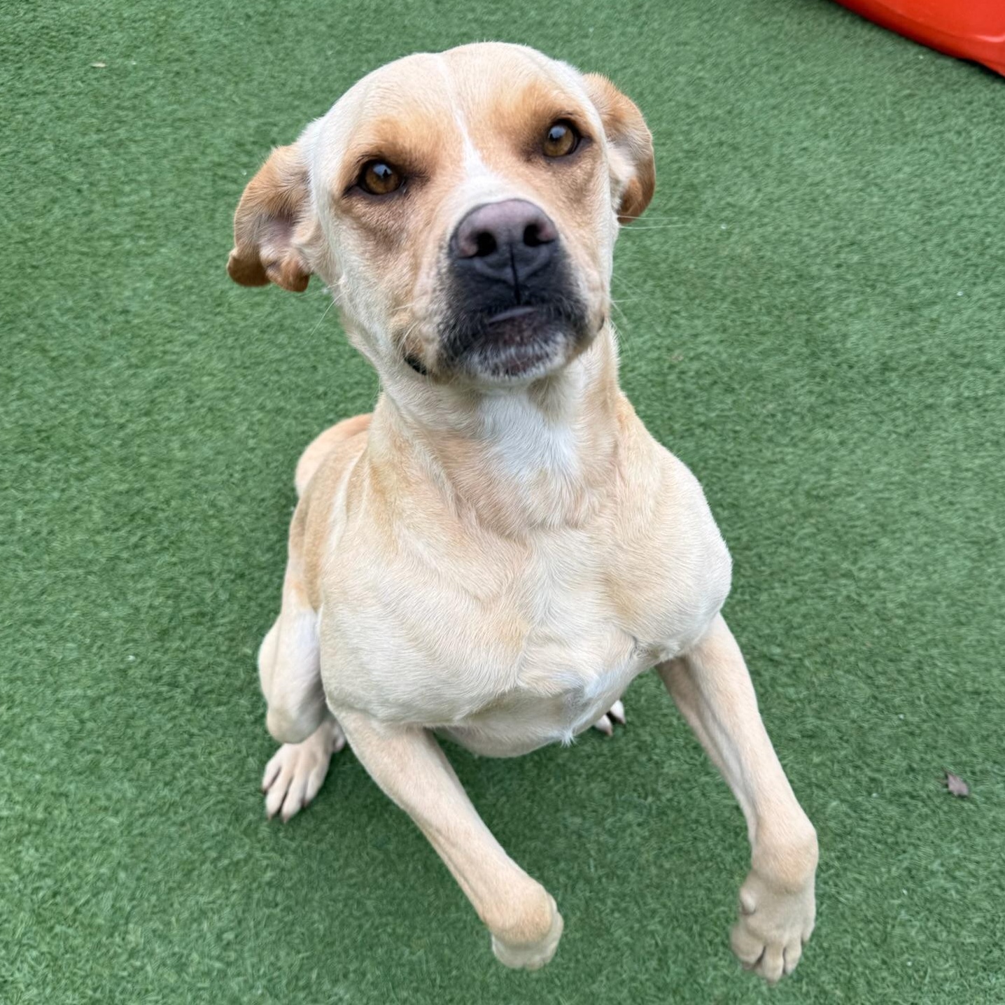 Enlarge Goldie, a ADOPTABLE mixed breed in Groton, CT image 6/6