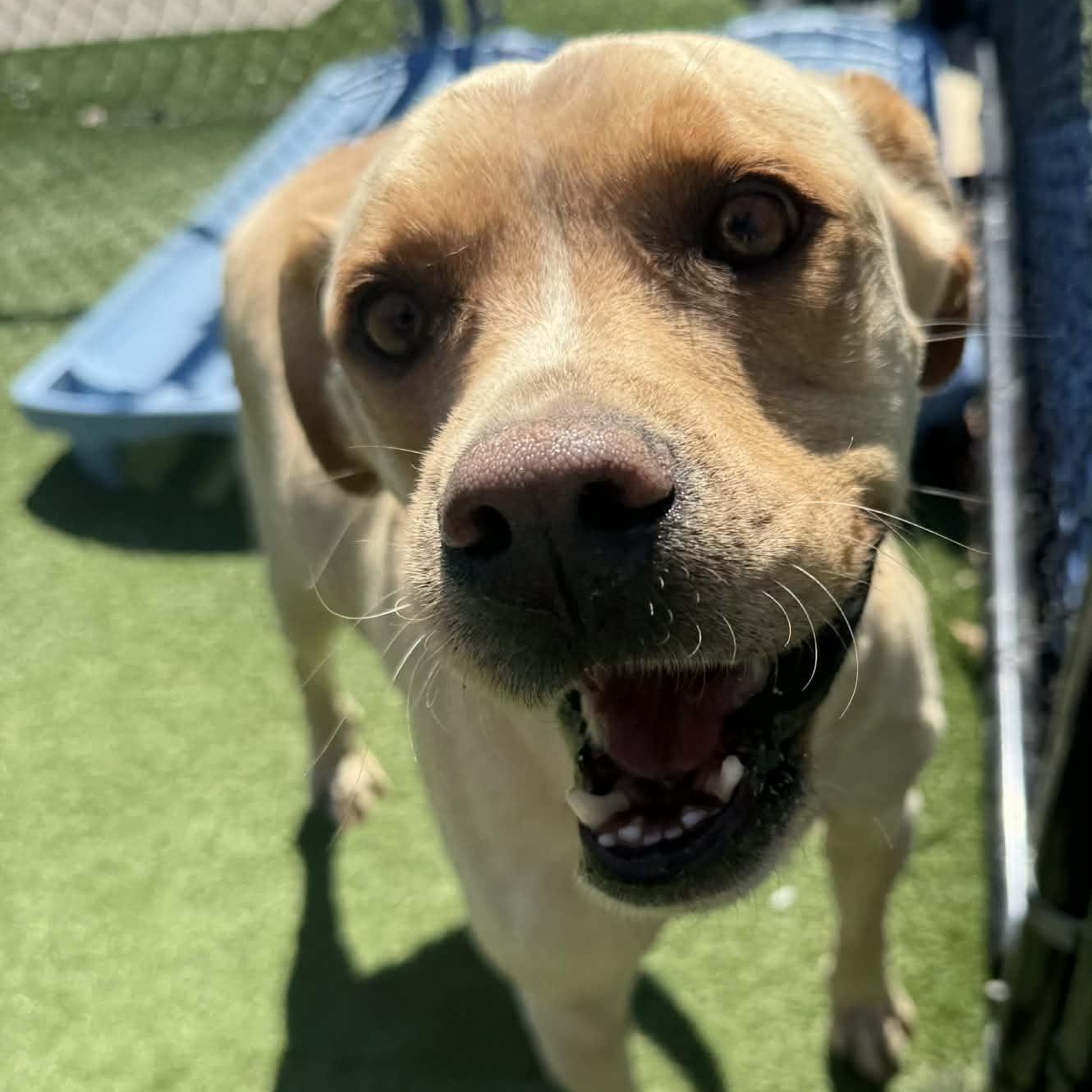 Enlarge Goldie, a ADOPTABLE mixed breed in Groton, CT image 2/6