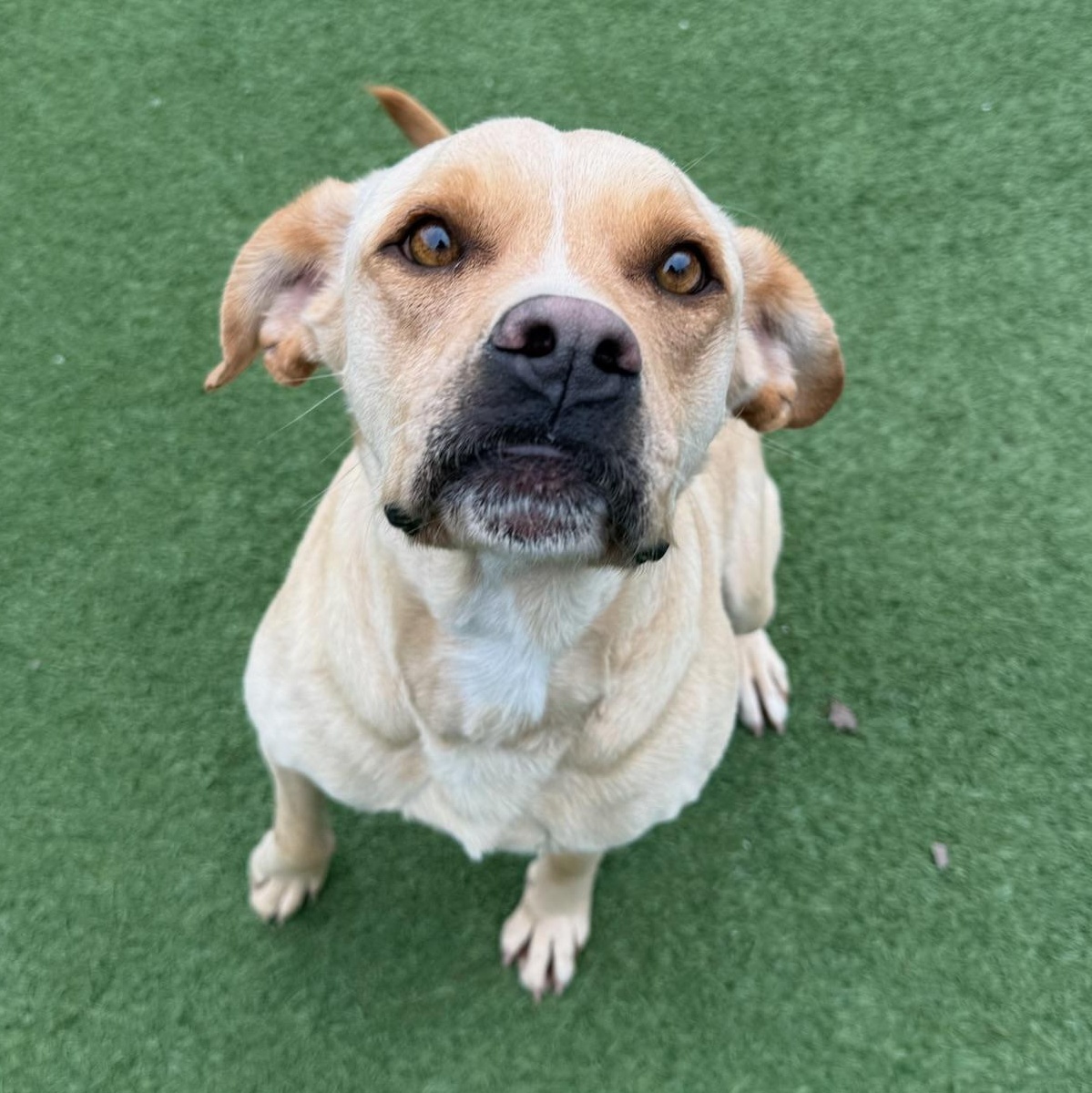 Goldie, ADOPTABLE, Adult Female Yellow Labrador Retriever.