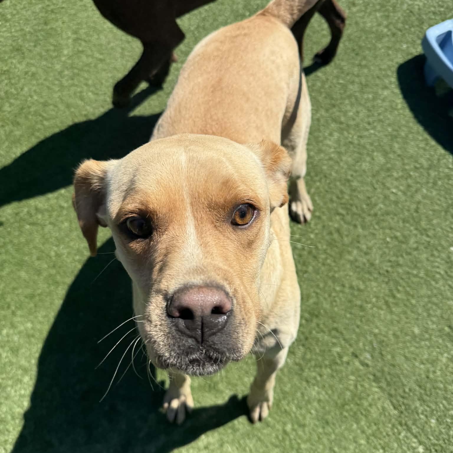 Enlarge Goldie, a ADOPTABLE mixed breed in Groton, CT image 4/6