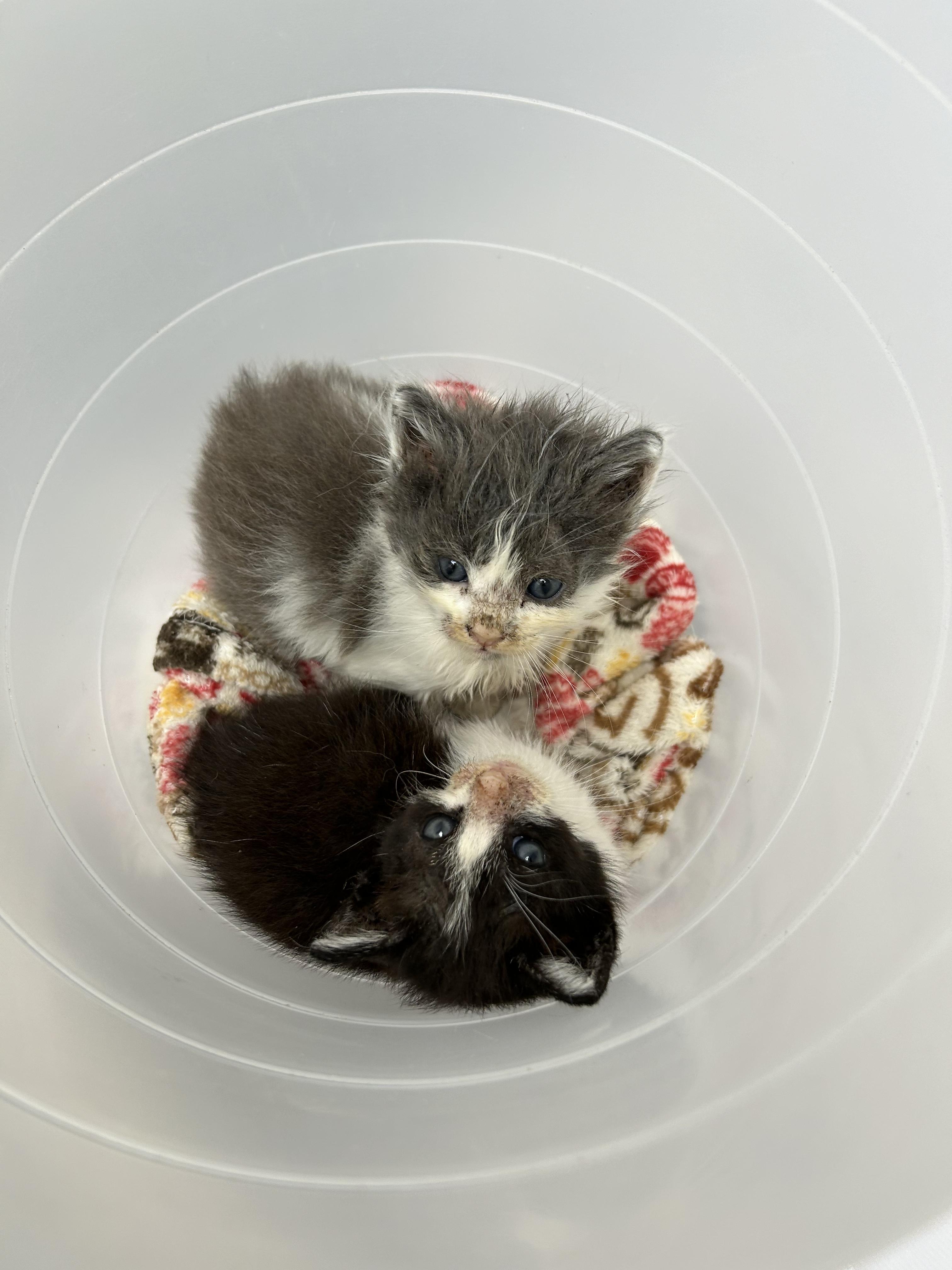 Enlarge Ash, a Adopted Domestic Medium Hair in Huntington Beach, CA image 5/5