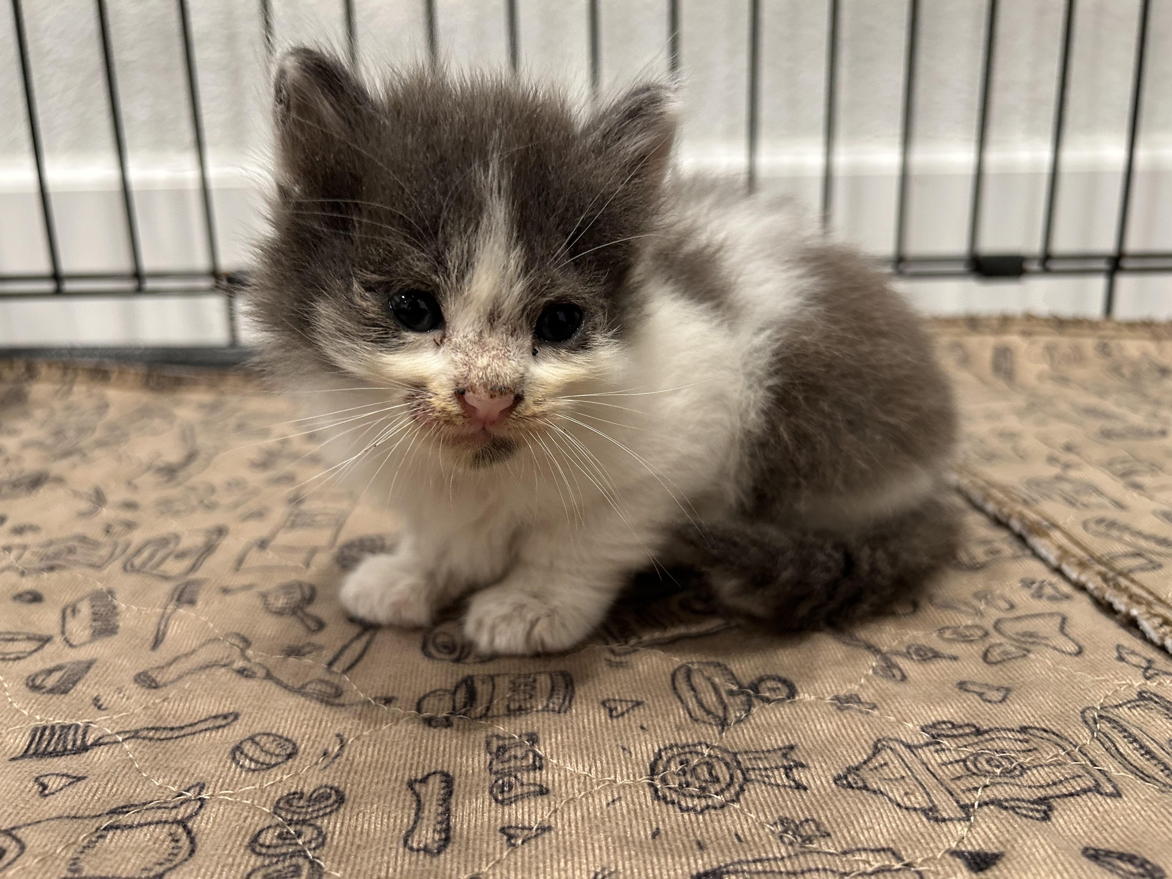 Enlarge Ash, a Adopted Domestic Medium Hair in Huntington Beach, CA image 2/5