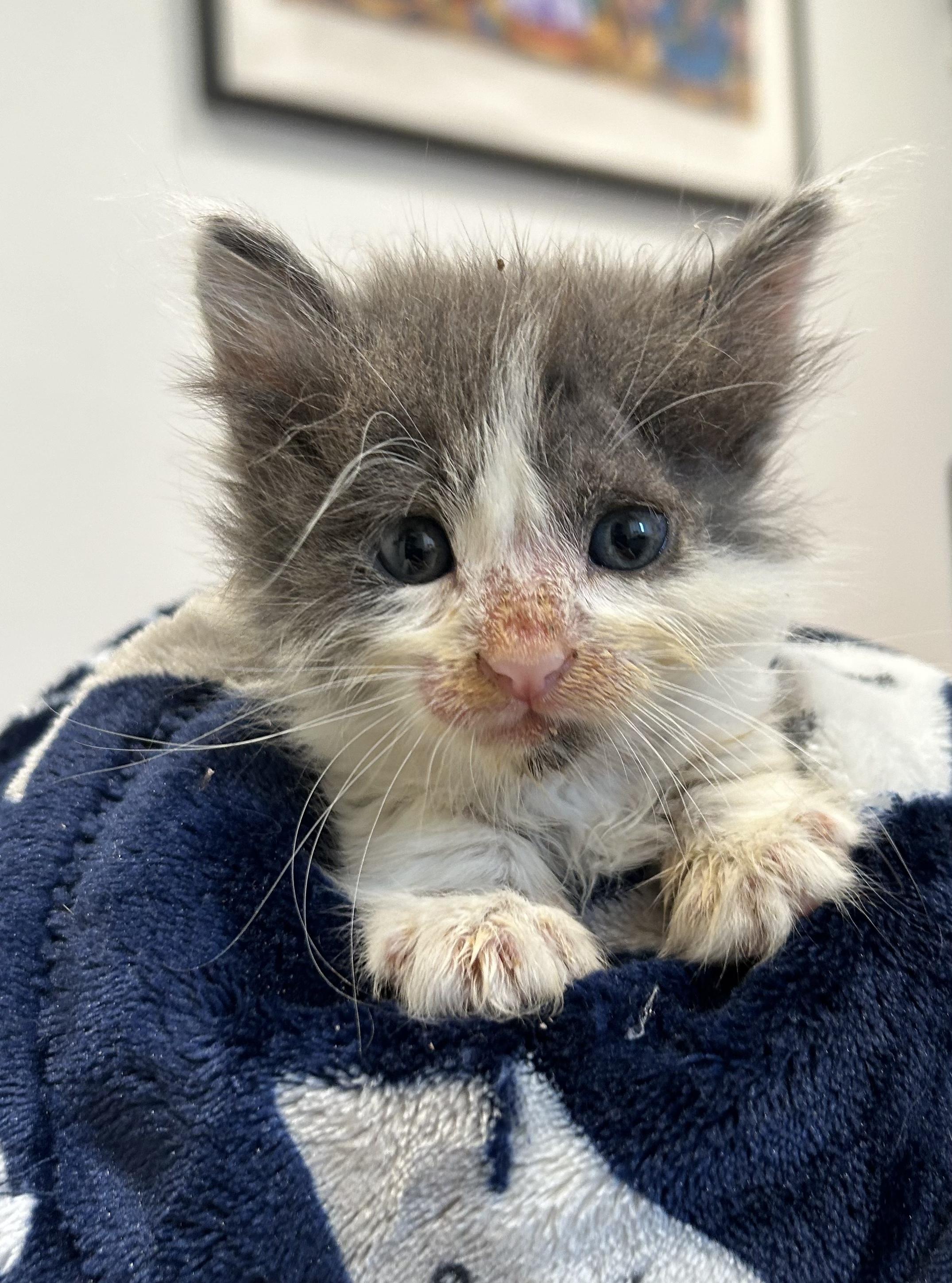 Ash, Adopted, Kitten Male Domestic Medium Hair.