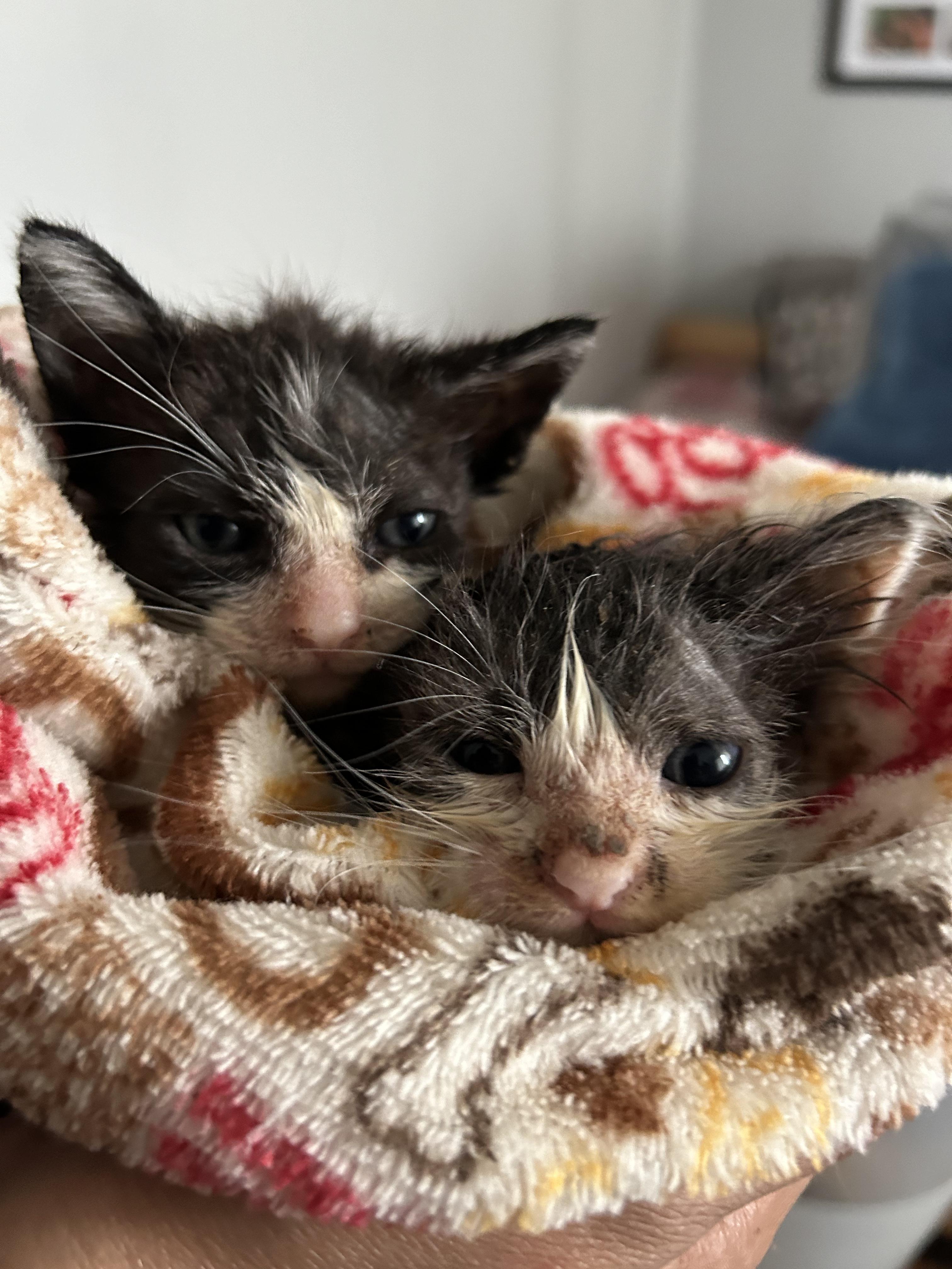 Enlarge Ash, a Adopted Domestic Medium Hair in Huntington Beach, CA image 3/5