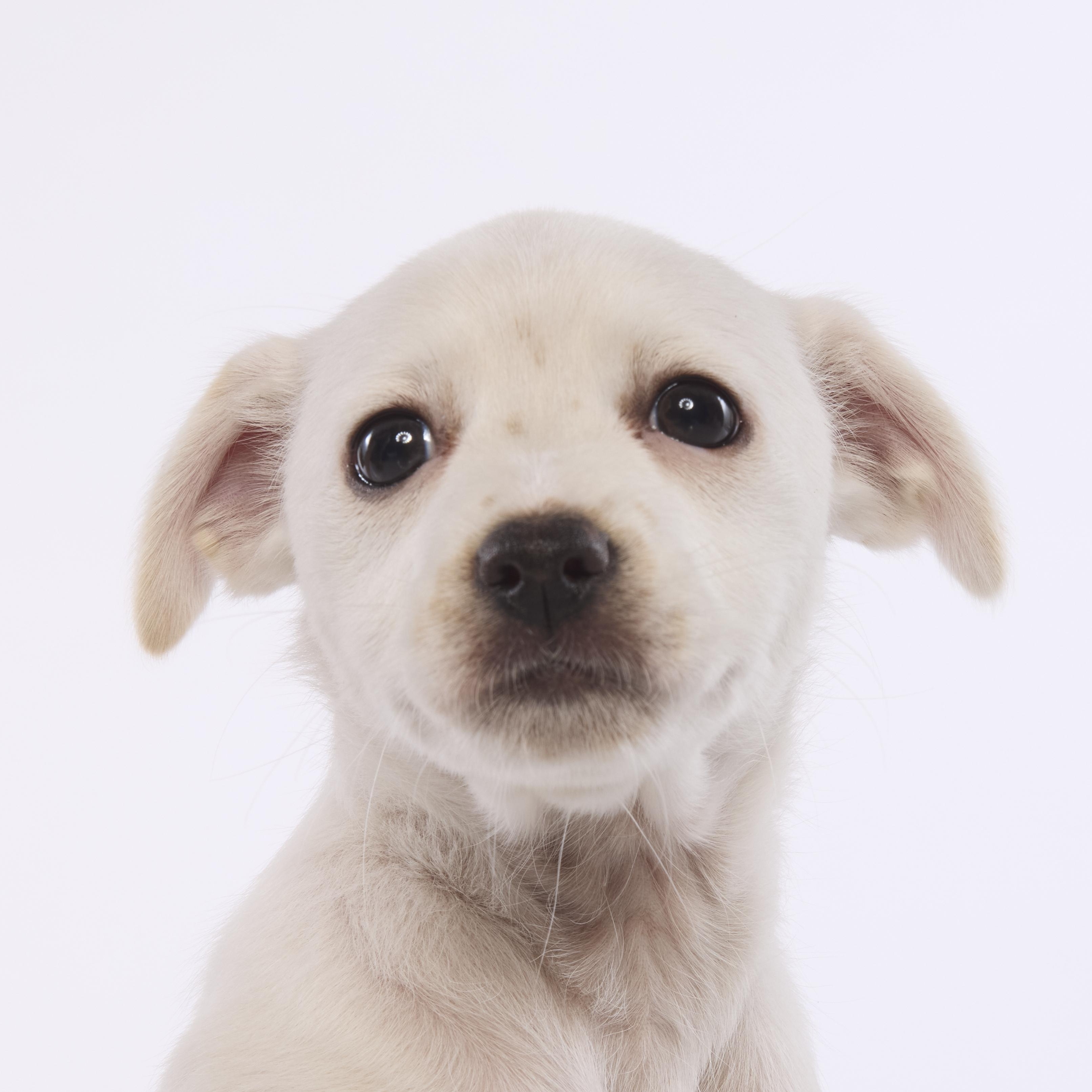 Enlarge Bo Peep, a Adoptable mixed breed in Torrance, CA image 2/6