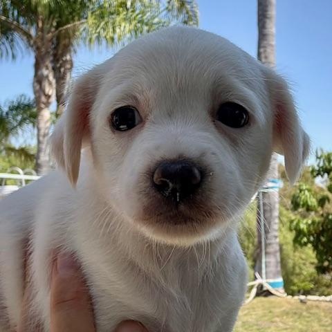 Enlarge Bo Peep, a Adoptable mixed breed in Torrance, CA image 6/6