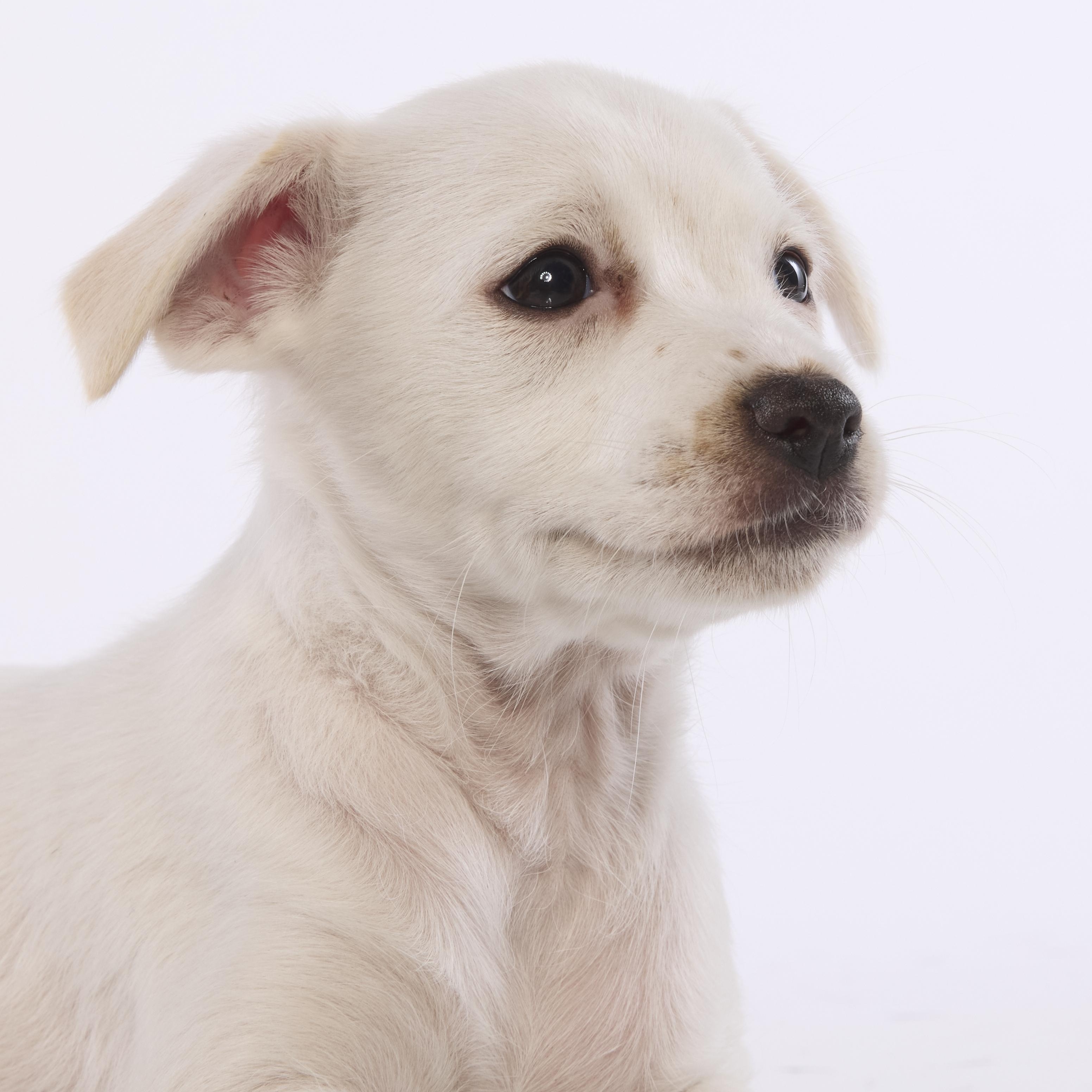 Enlarge Bo Peep, a Adoptable mixed breed in Torrance, CA image 3/6