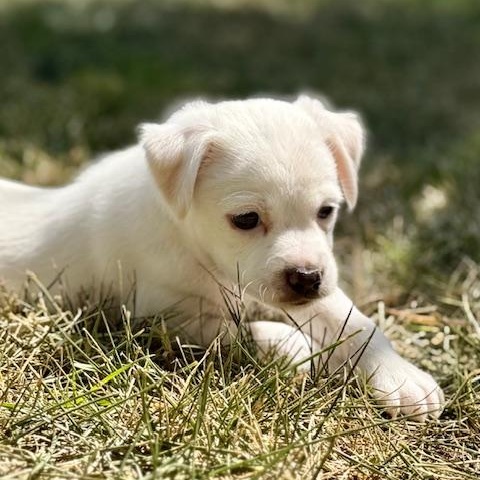 Enlarge Bo Peep, a Adoptable mixed breed in Torrance, CA image 4/6