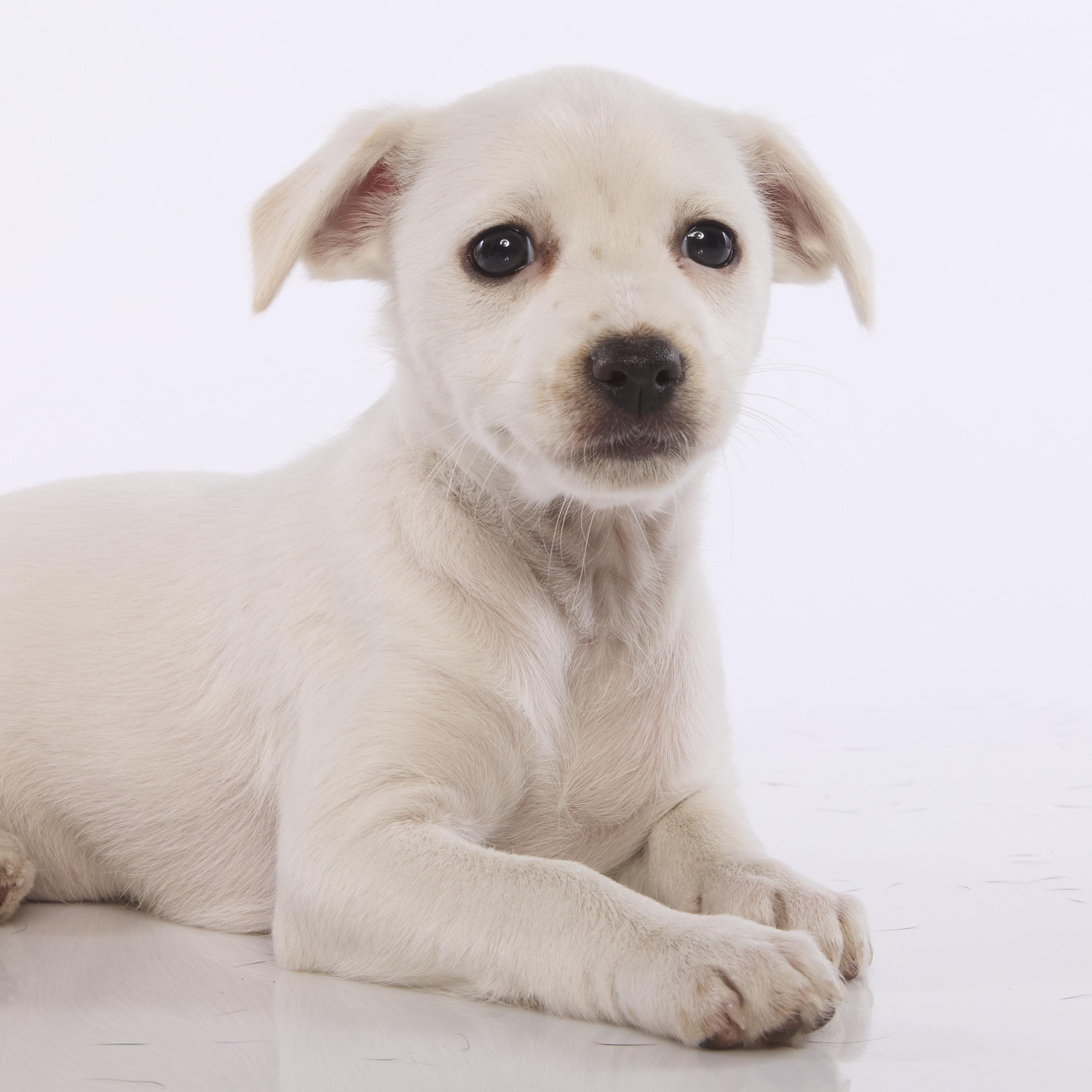 Bo Peep, Adoptable, Puppy Female Maltese & Terrier.