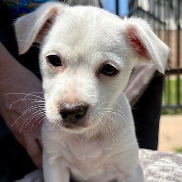 Enlarge Bo Peep, a Adoptable mixed breed in Torrance, CA image 5/6