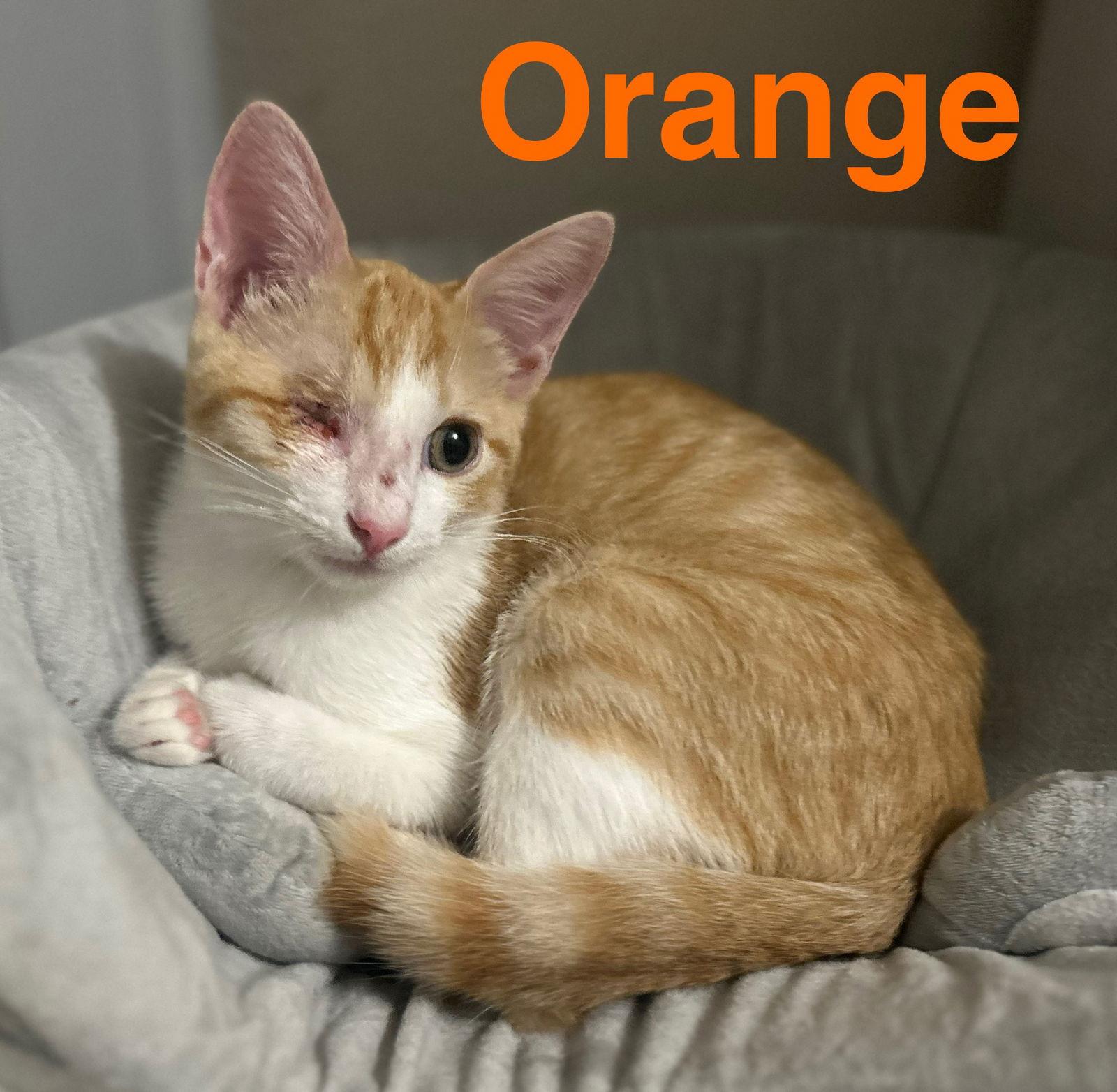 Orange, Adopted, Young Male Domestic Short Hair.