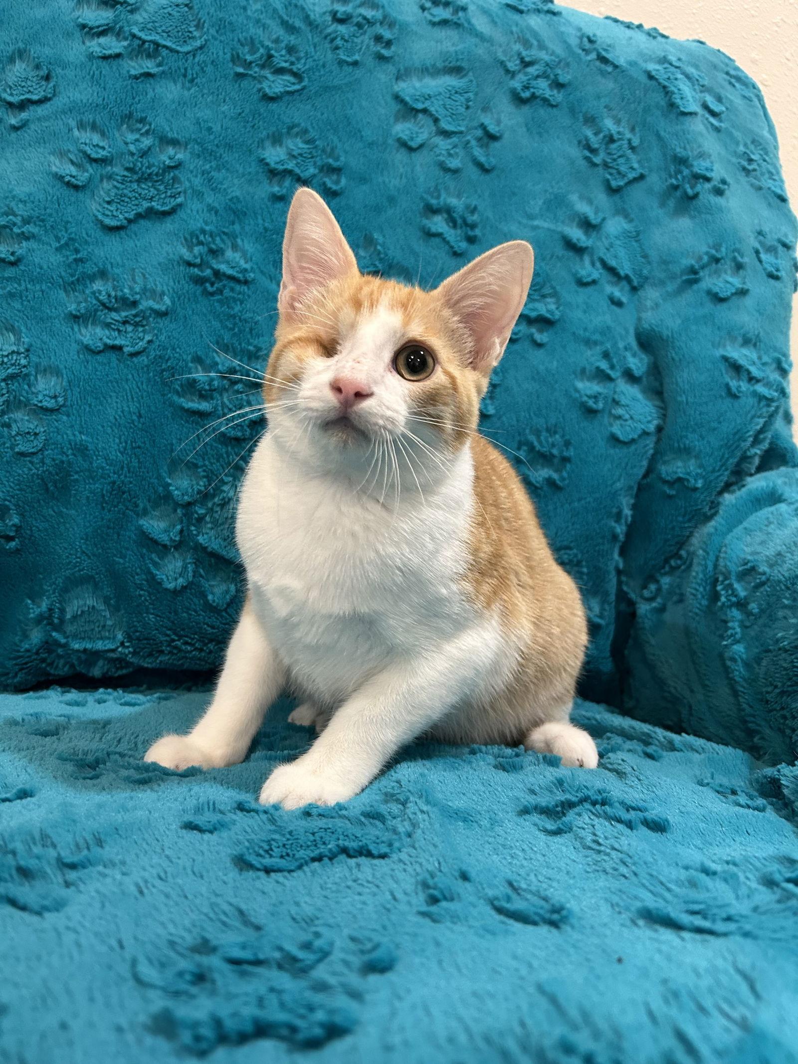 Enlarge Orange, a Adopted Domestic Short Hair in Dickinson, TX image 3/3