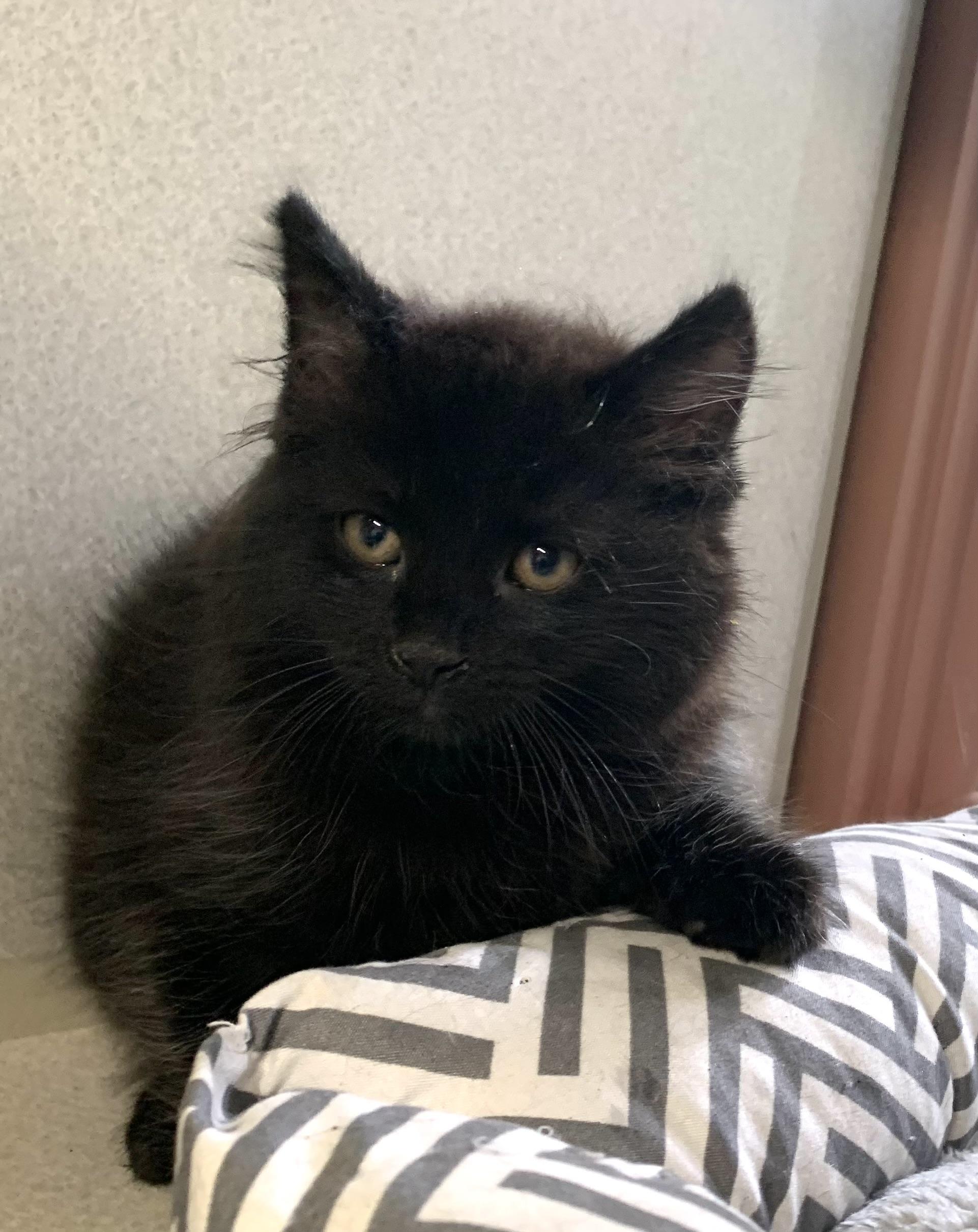 Espresso, a ADOPTABLE mixed breed in Massena, NY image 2/3