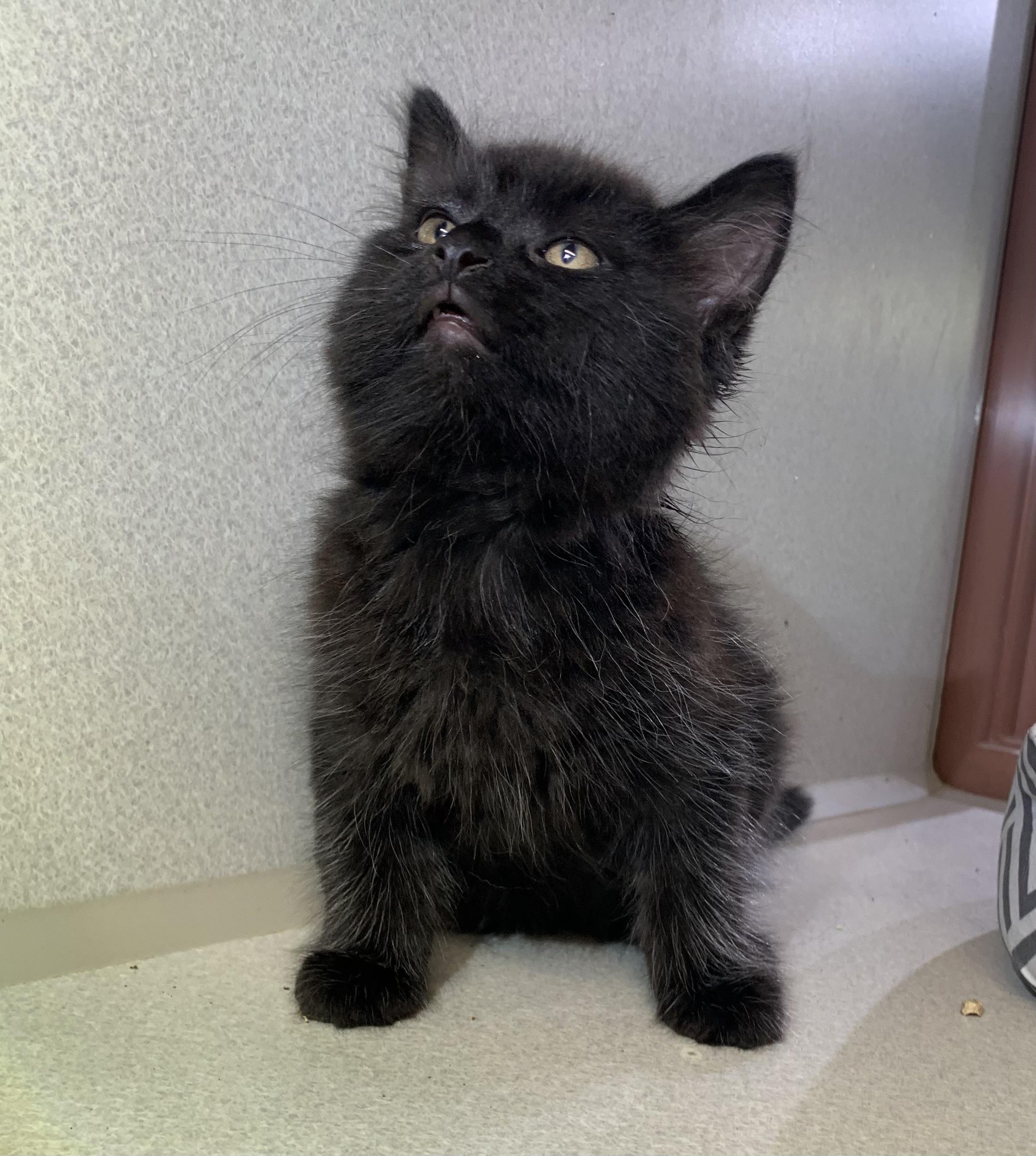 Espresso, a ADOPTABLE mixed breed in Massena, NY image 3/3