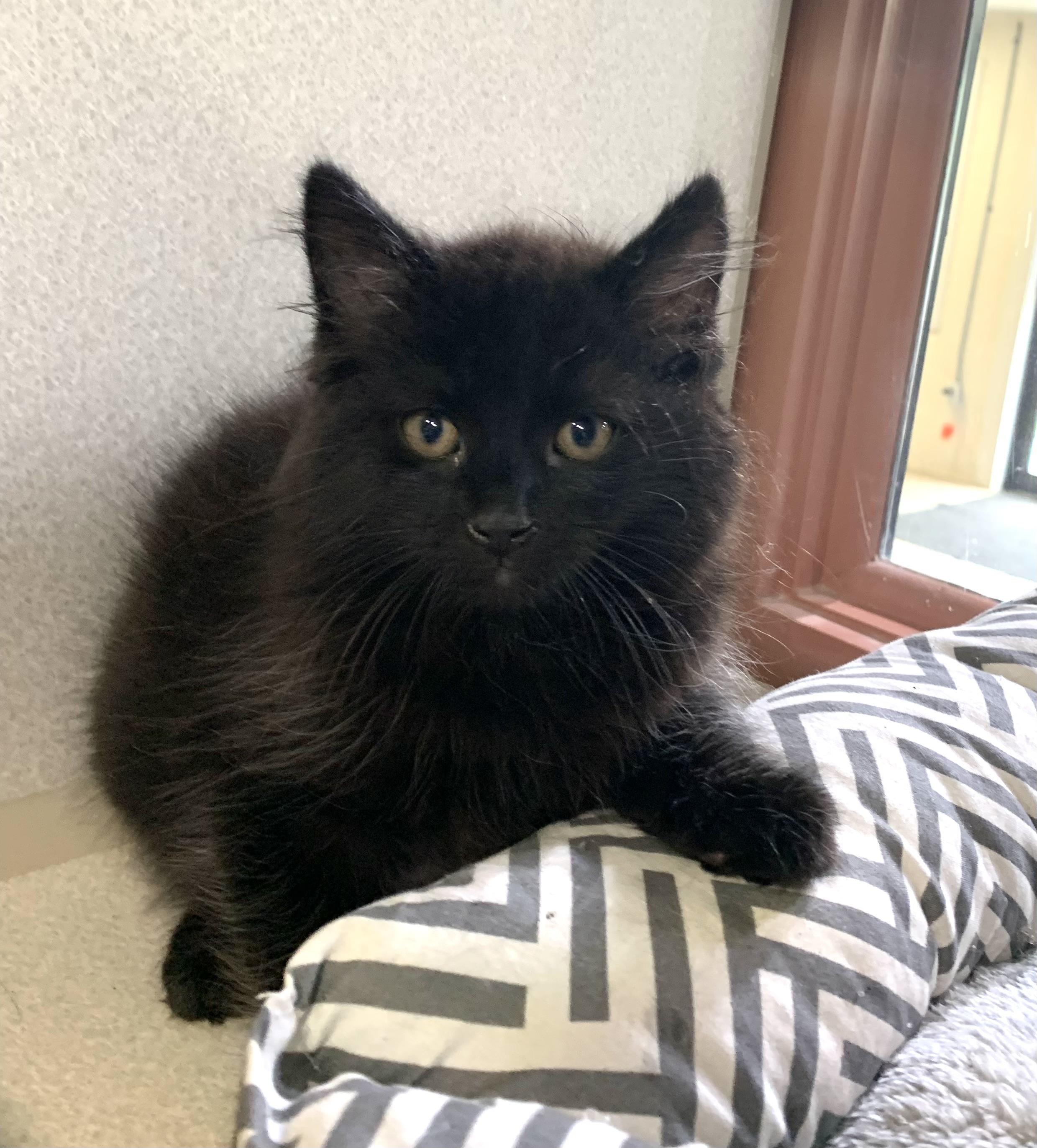 Espresso, ADOPTABLE, Kitten Male Domestic Medium Hair.