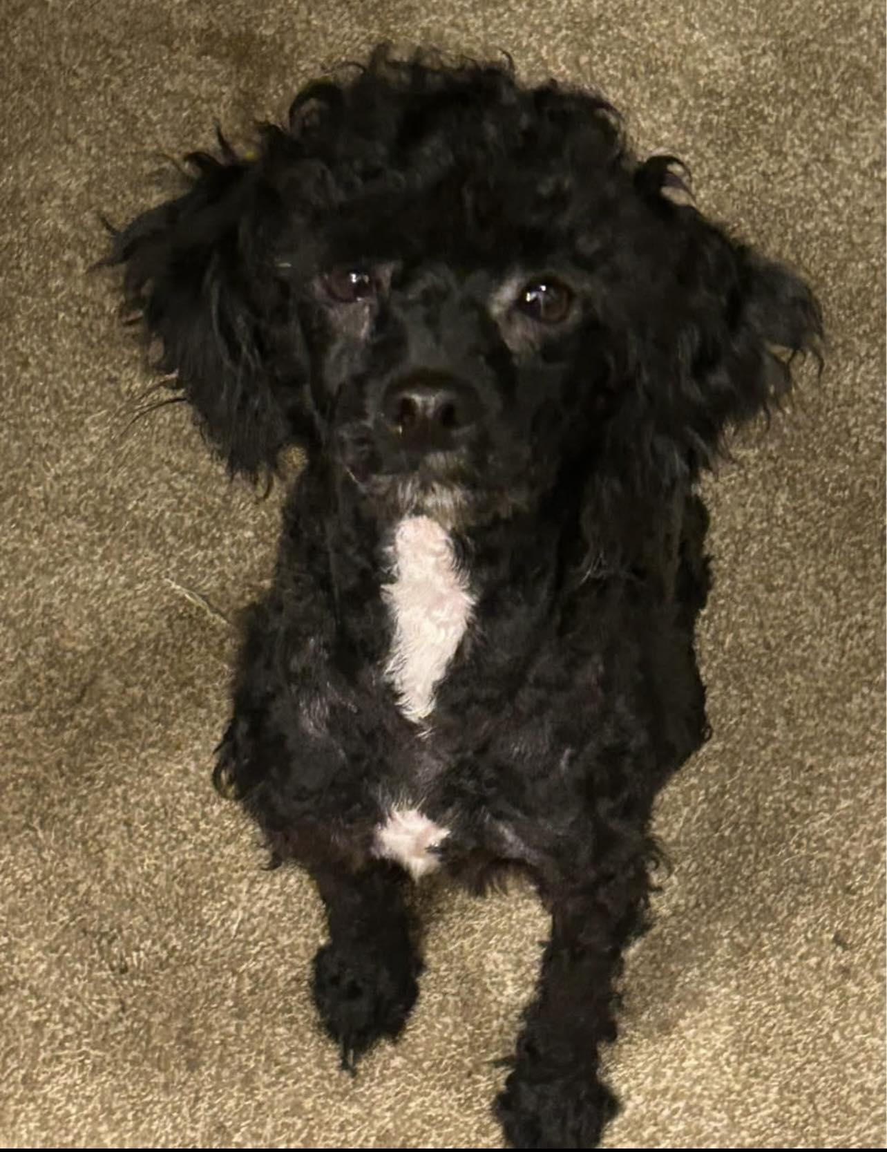 Enlarge Zane, an adoptable Miniature Poodle in Middletown, NJ image 2/2
