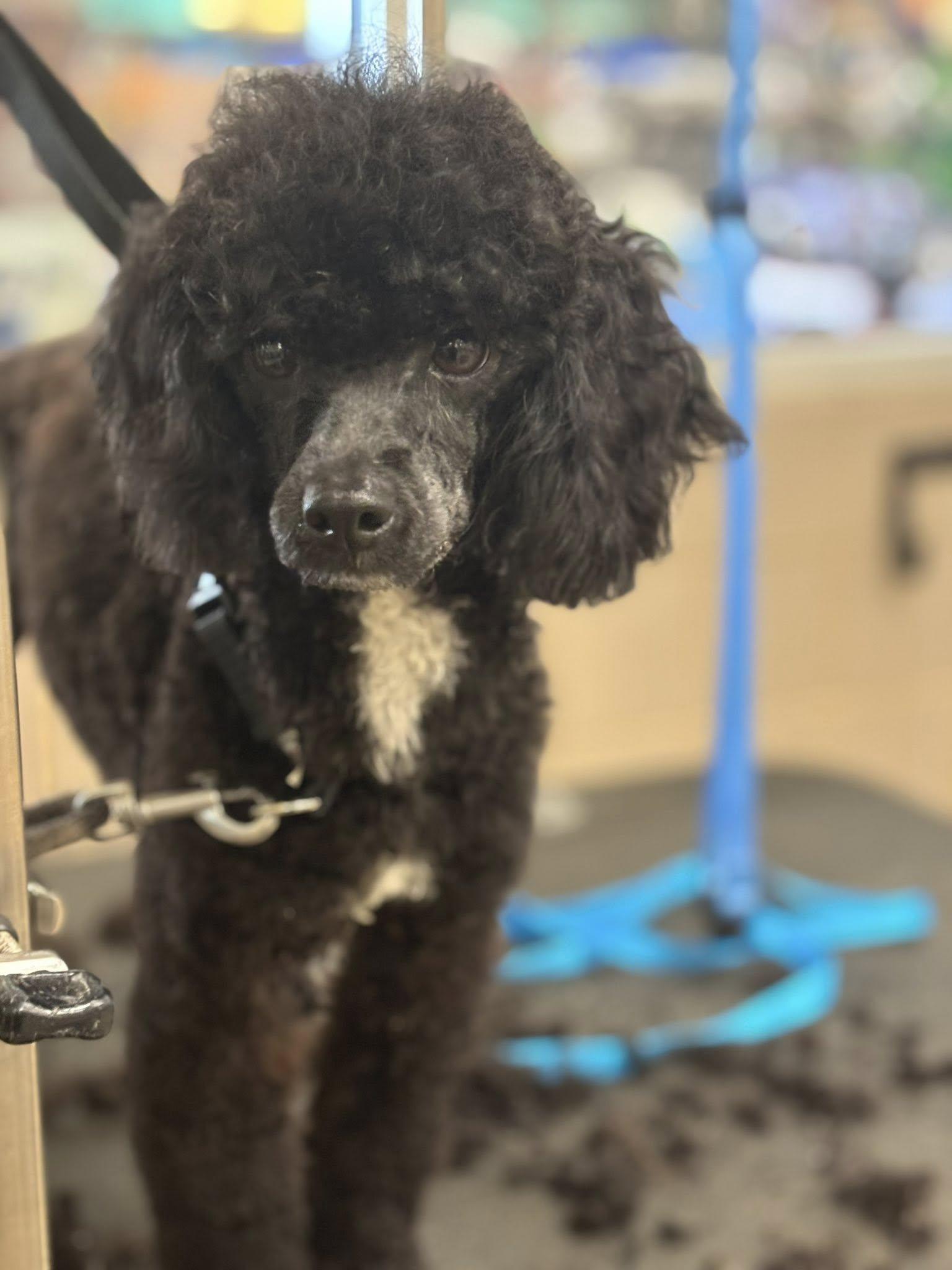 Zane, adoptable, Young Male Miniature Poodle.