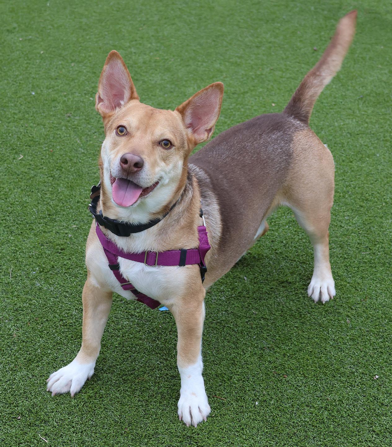 Enlarge Chico, a ADOPTABLE mixed breed in Harrison, NY image 1/6