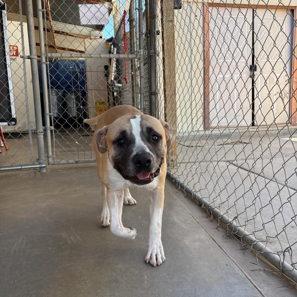 Enlarge SID, a Adoptable mixed breed in Joshua Tree, CA image 3/5
