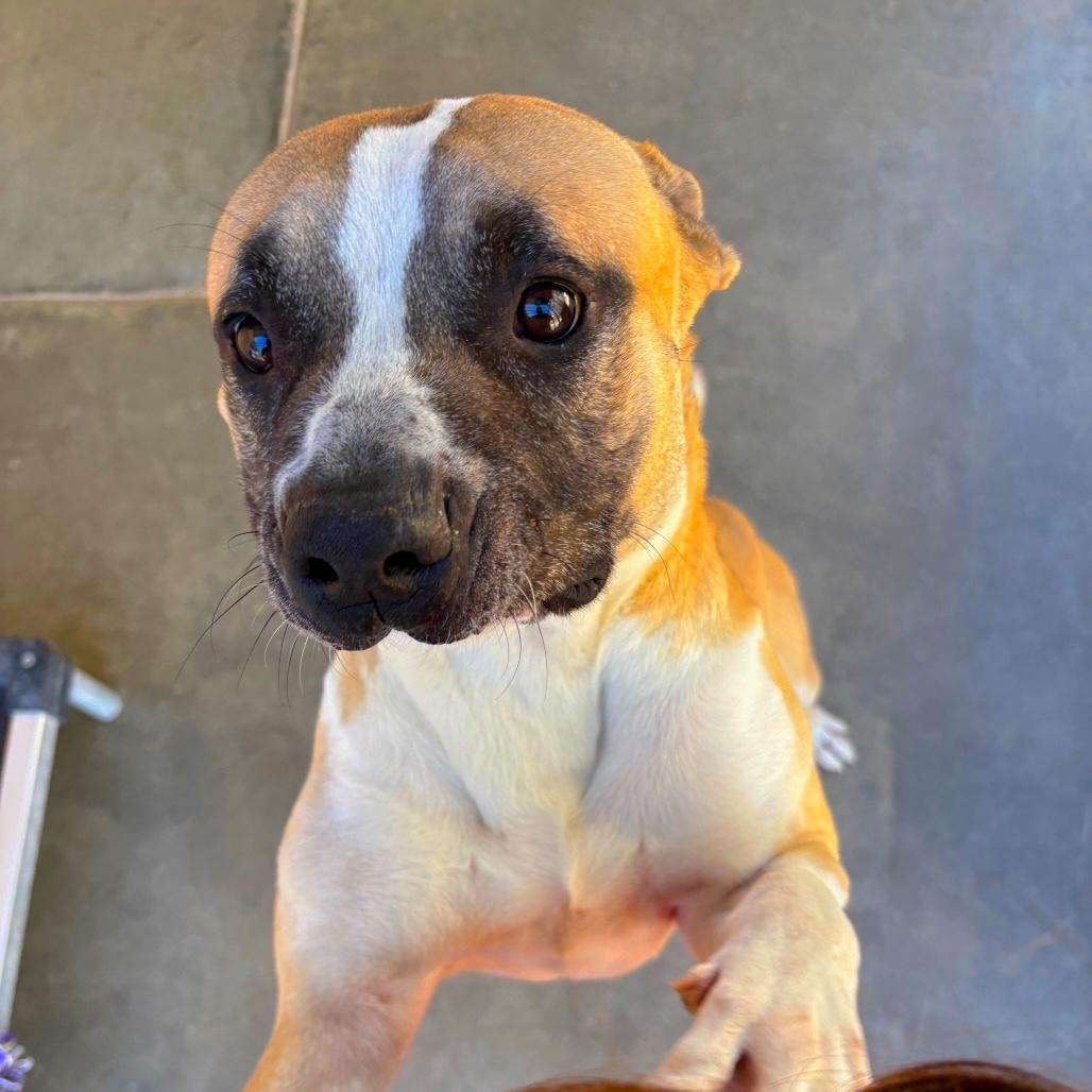 SID, Adoptable, Adult Male American Staffordshire Terrier & Boxer.