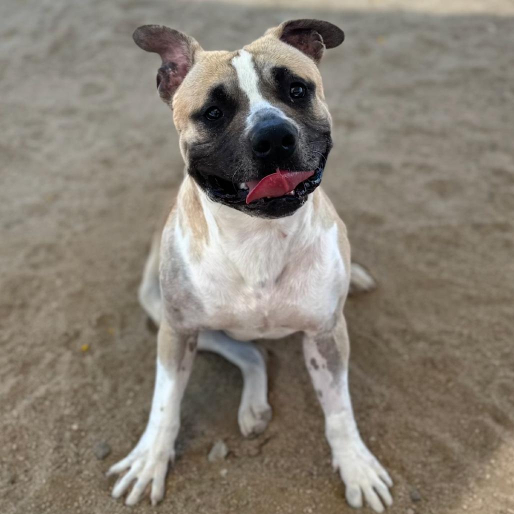 Enlarge SID, a Adoptable mixed breed in Joshua Tree, CA image 5/5