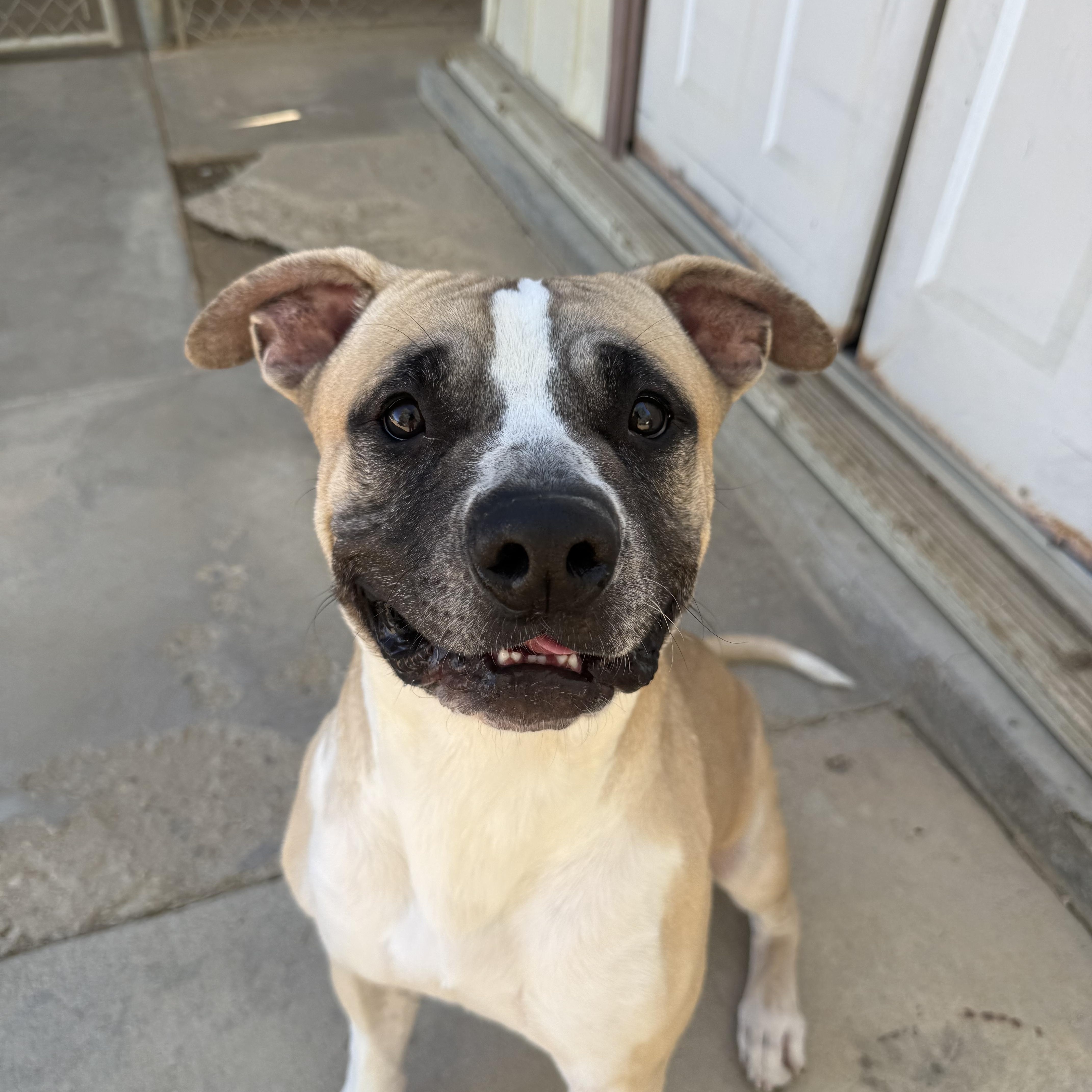 Enlarge SID, a Adoptable mixed breed in Joshua Tree, CA image 2/5